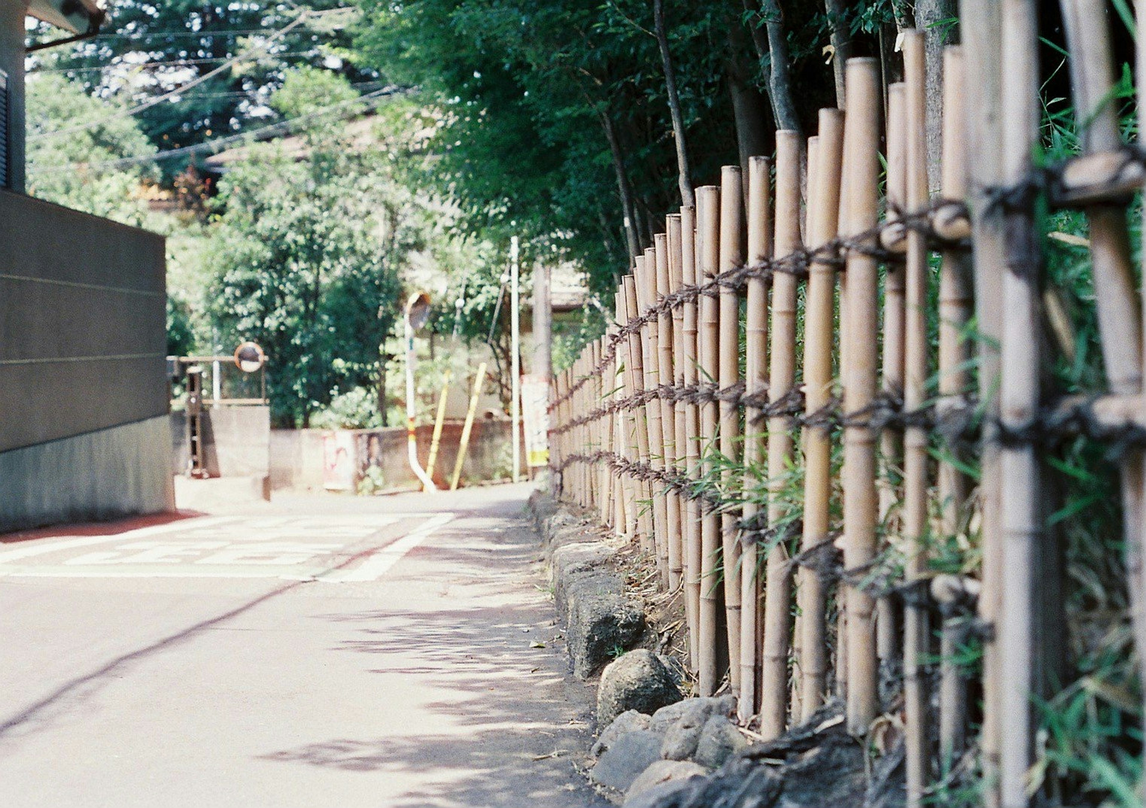 Un chemin tranquille bordé d'une clôture en bambou et de verdure luxuriante