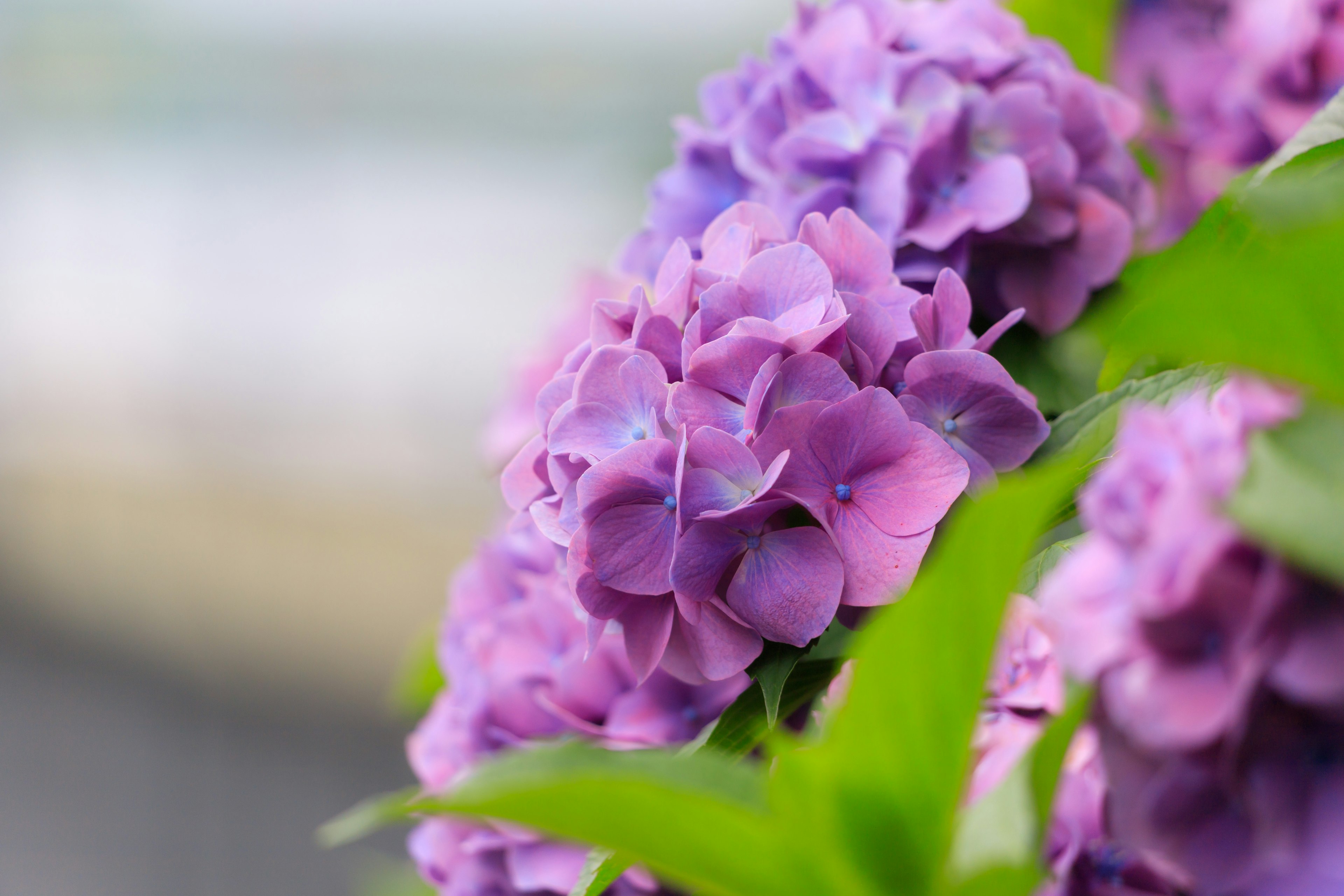 Close-up of beautiful purple flowers surrounded by green leaves