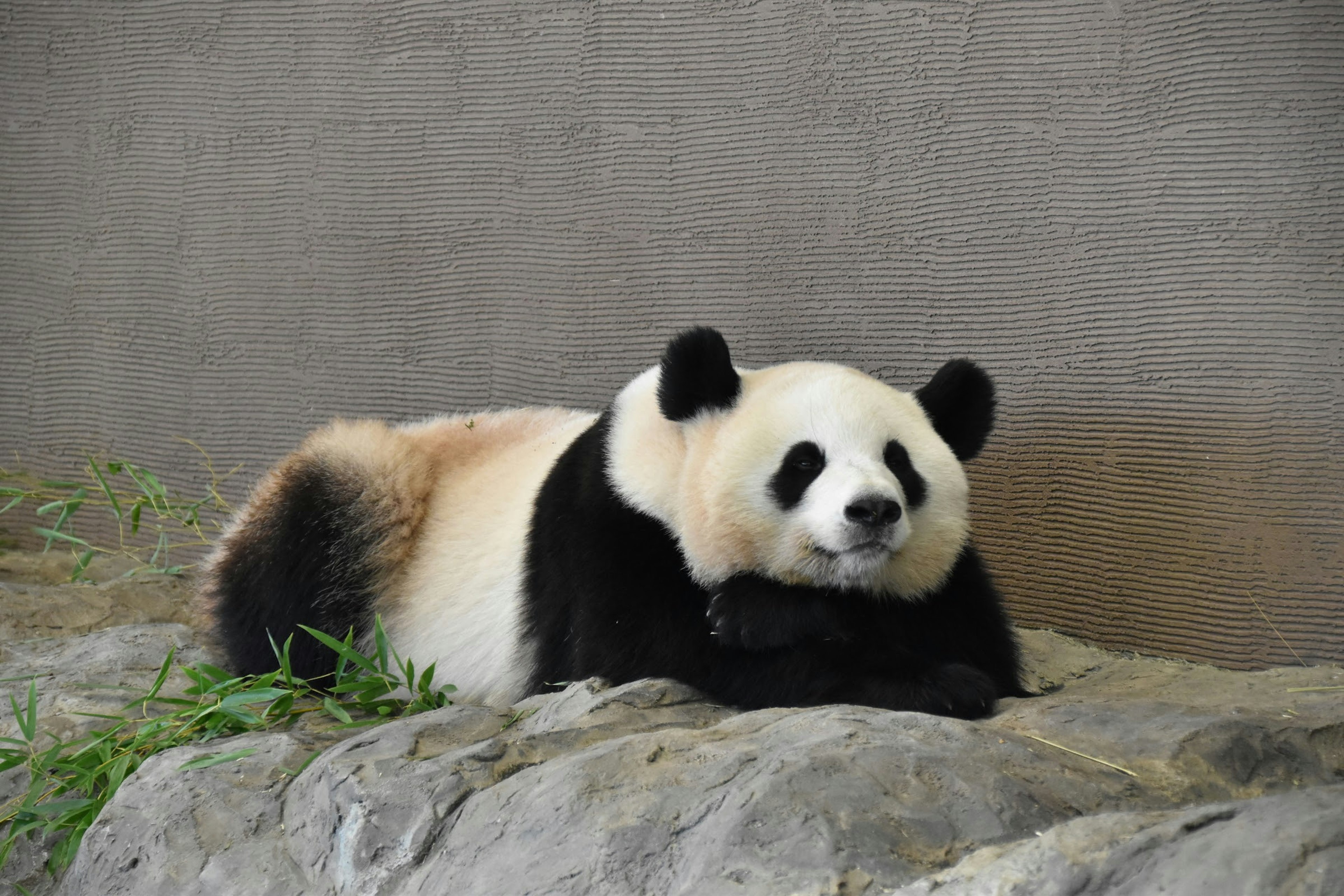 A panda relaxing on a rock