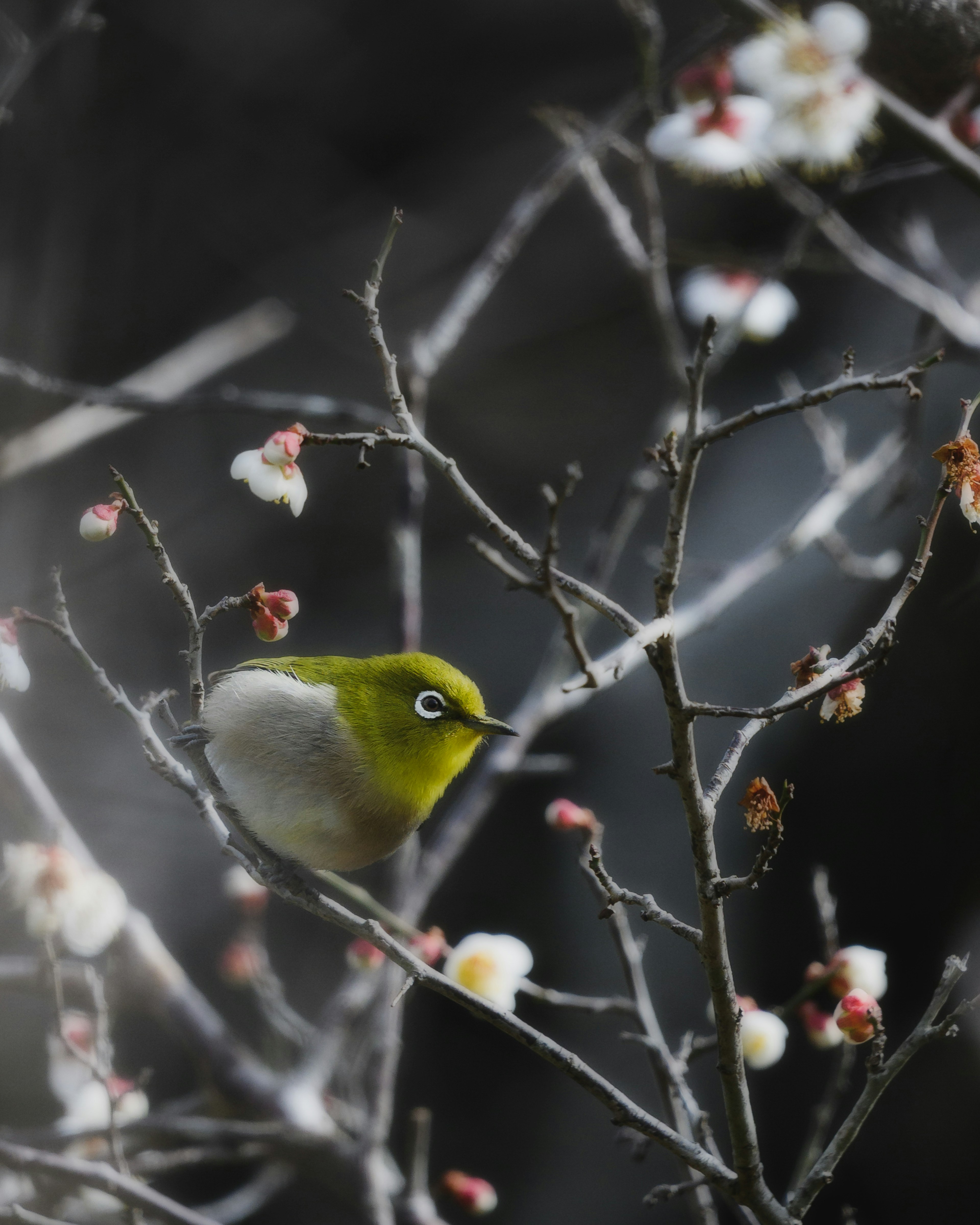 Un petit oiseau vert perché sur une branche de fleurs de prunier