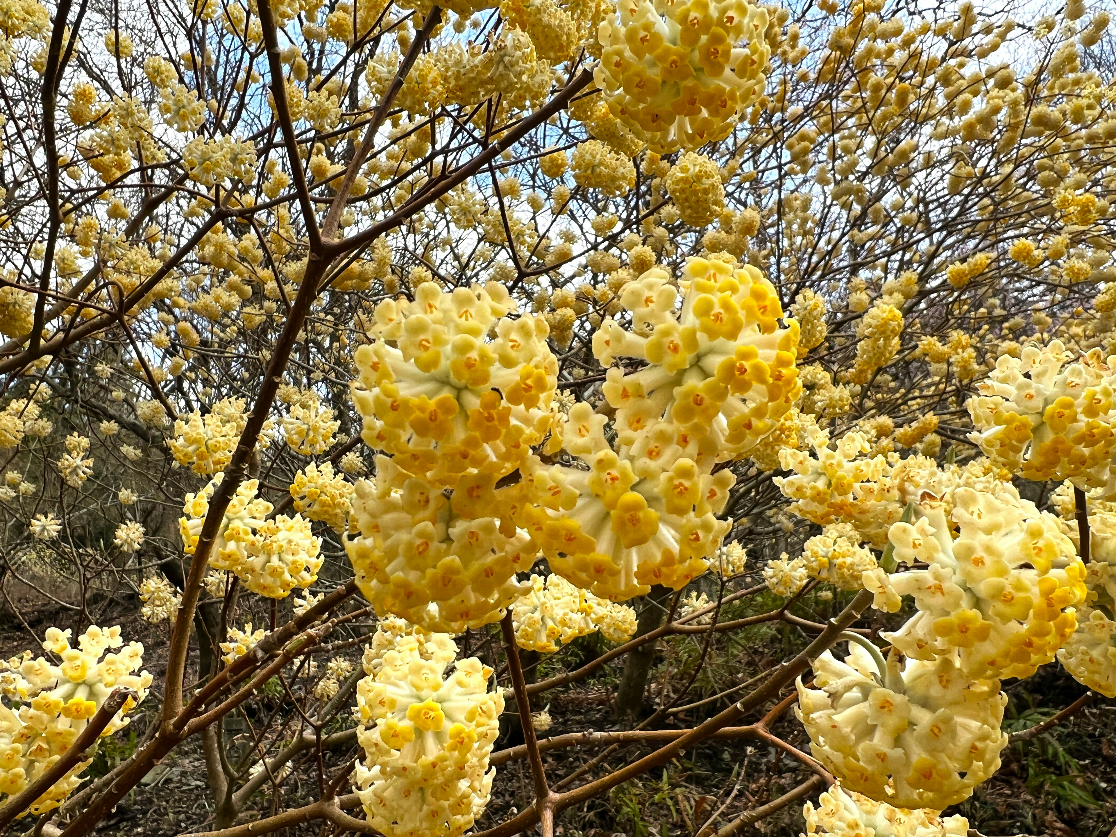 Nahaufnahme von Baumästen mit leuchtend gelben Blumen