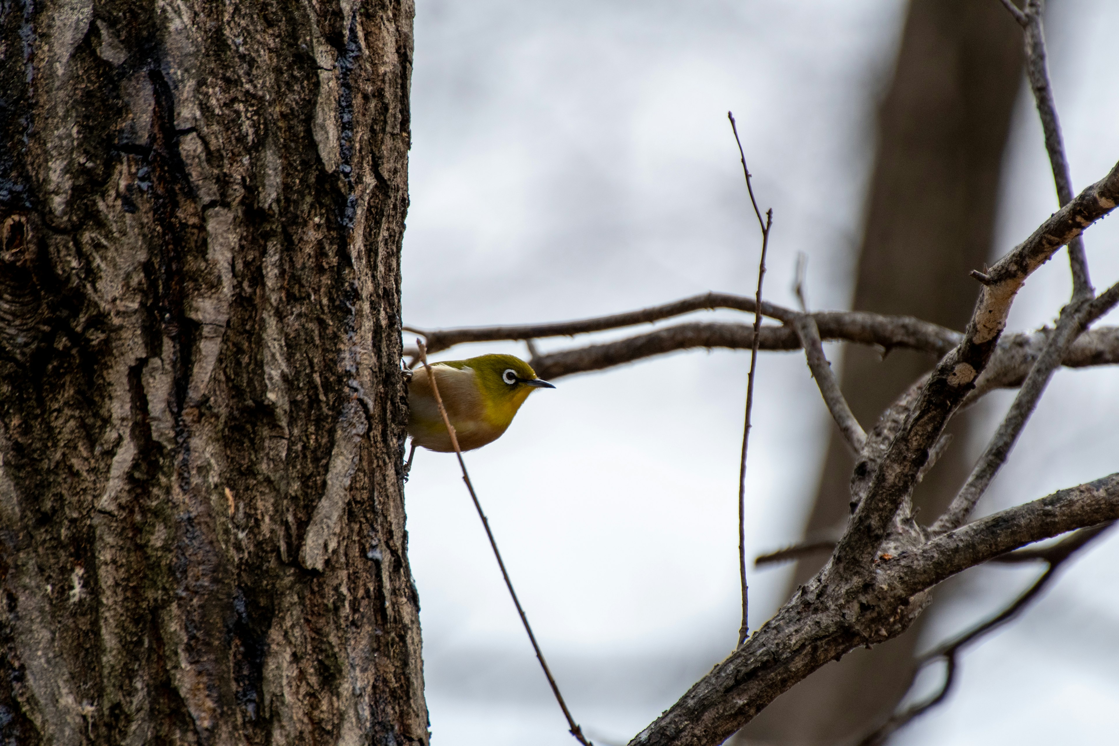 Un petit oiseau se cachant derrière une branche d'arbre