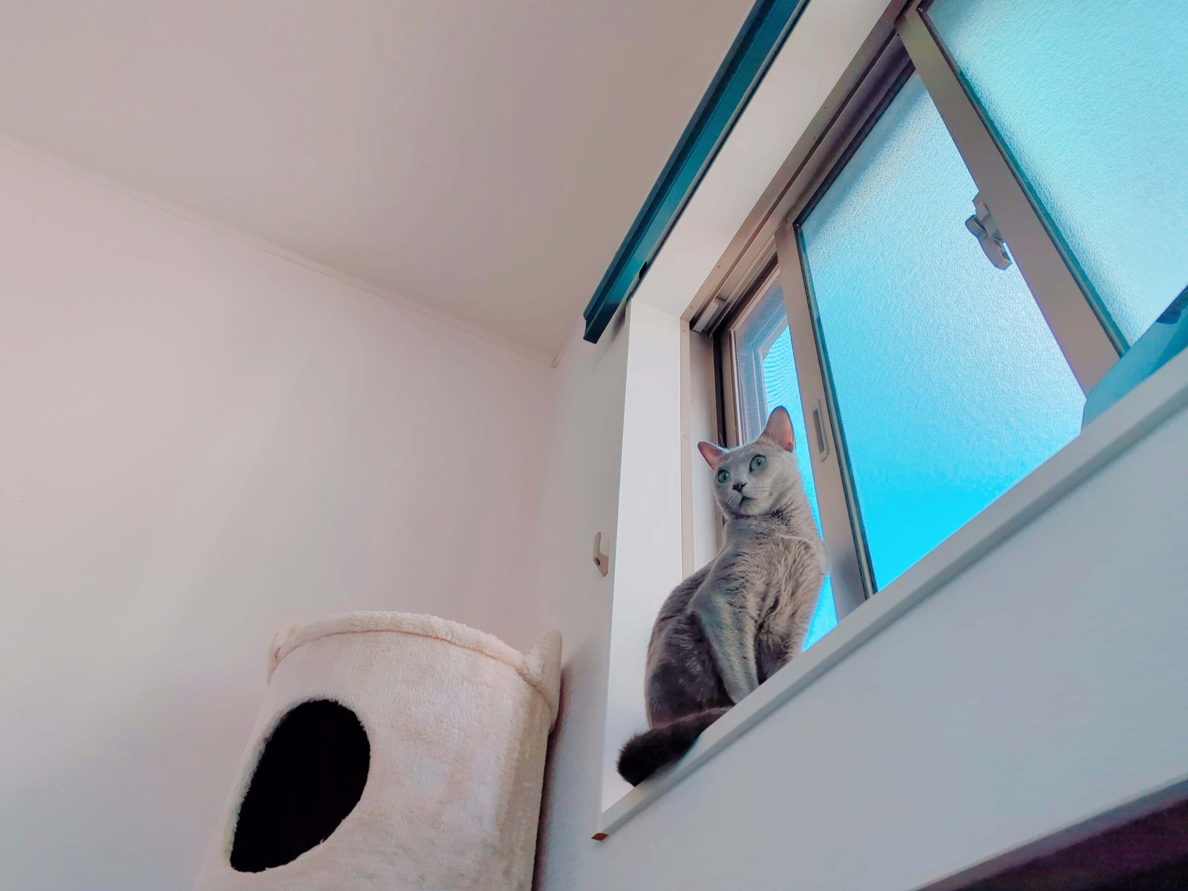 Chat gris assis sur un rebord de fenêtre à côté d'un arbre à chat