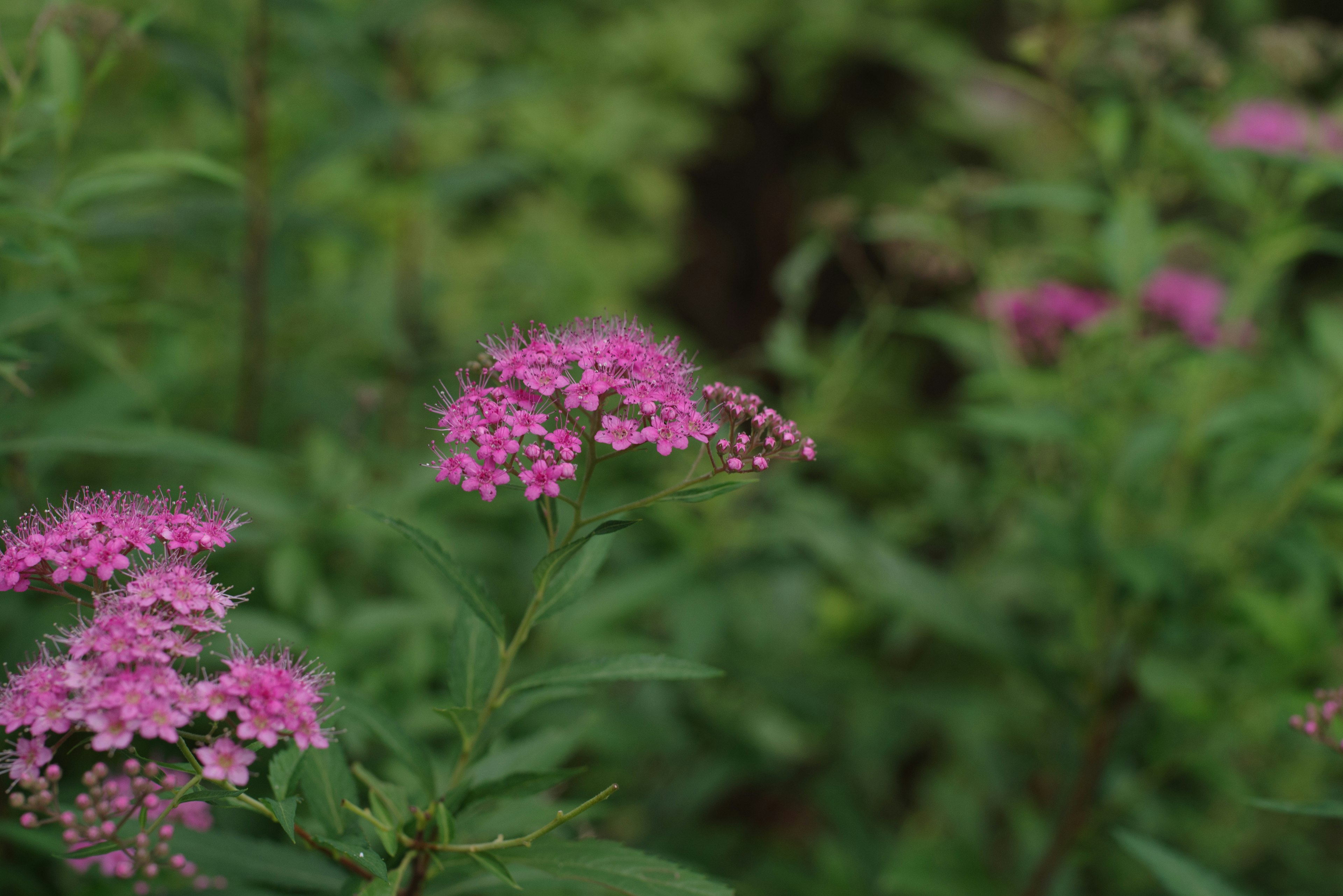 Cluster of pink flowers surrounded by green foliage