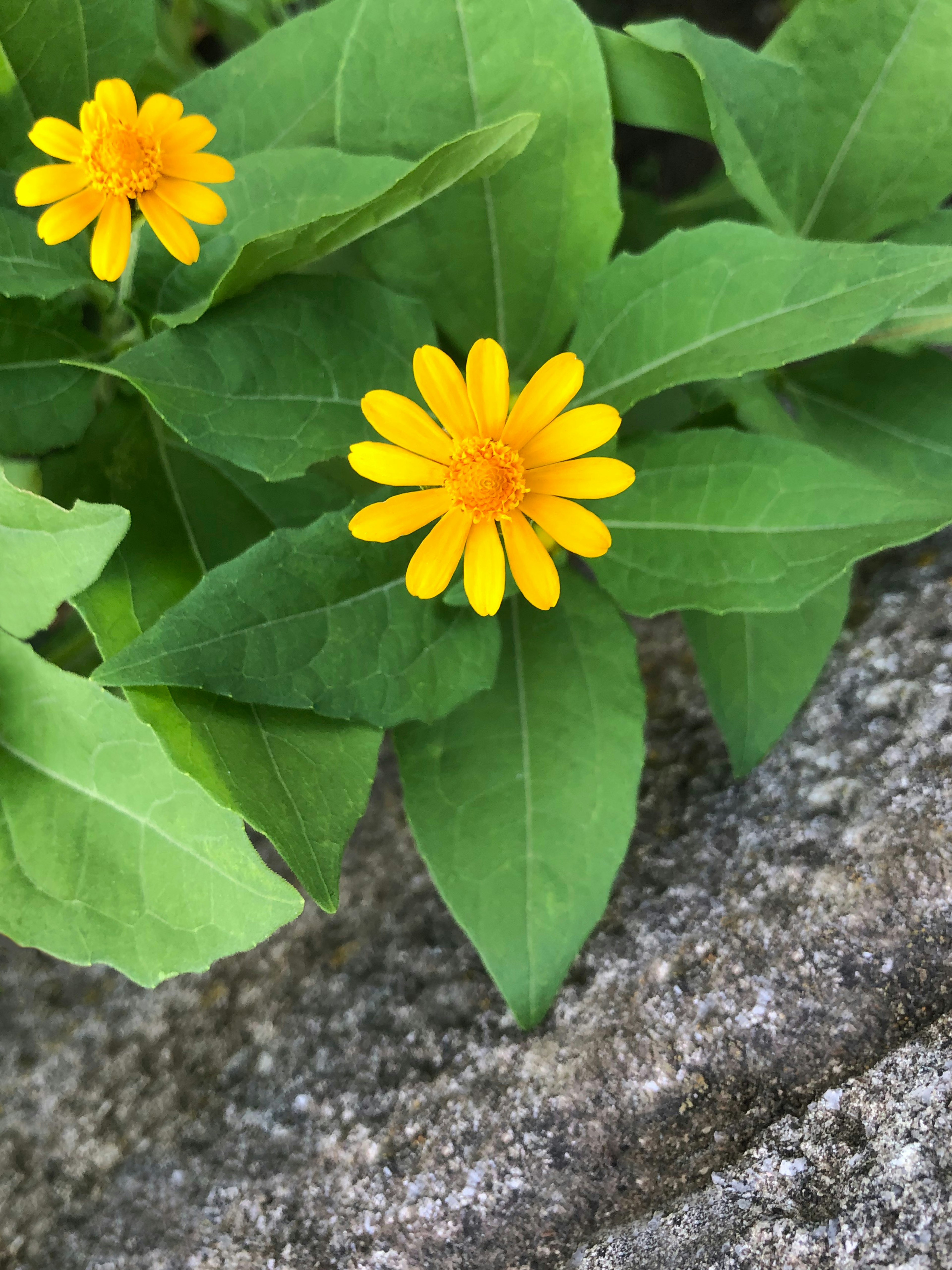 黄色い花と緑の葉が特徴的な植物のクローズアップ