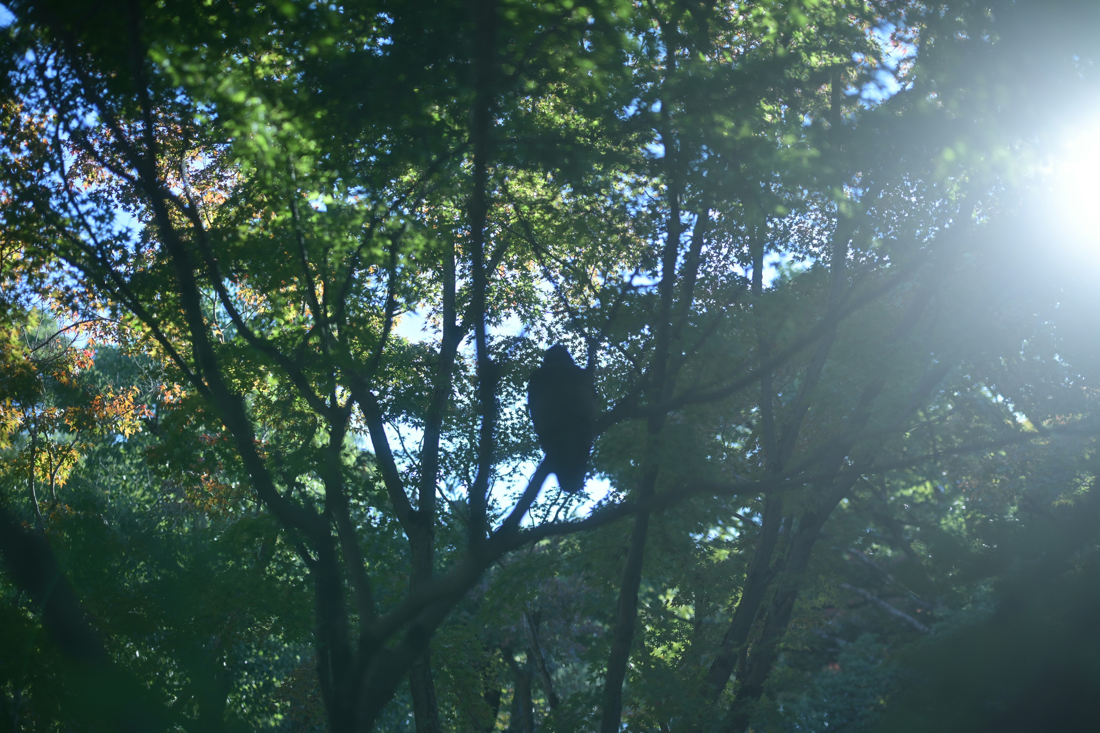 Silhouette of a black animal perched on a tree surrounded by green leaves and sunlight