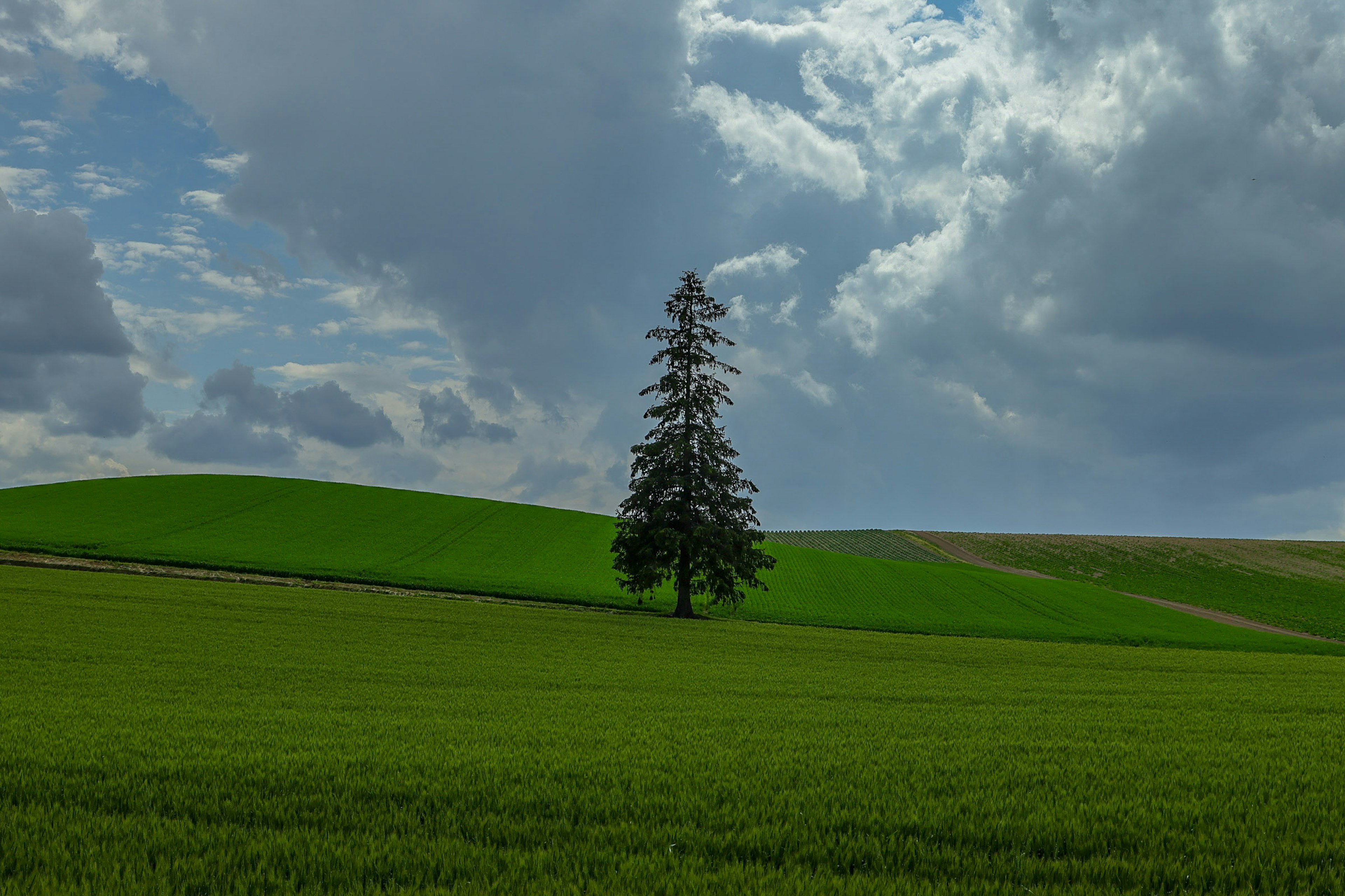 Un arbre solitaire sur des collines vertes sous un ciel bleu