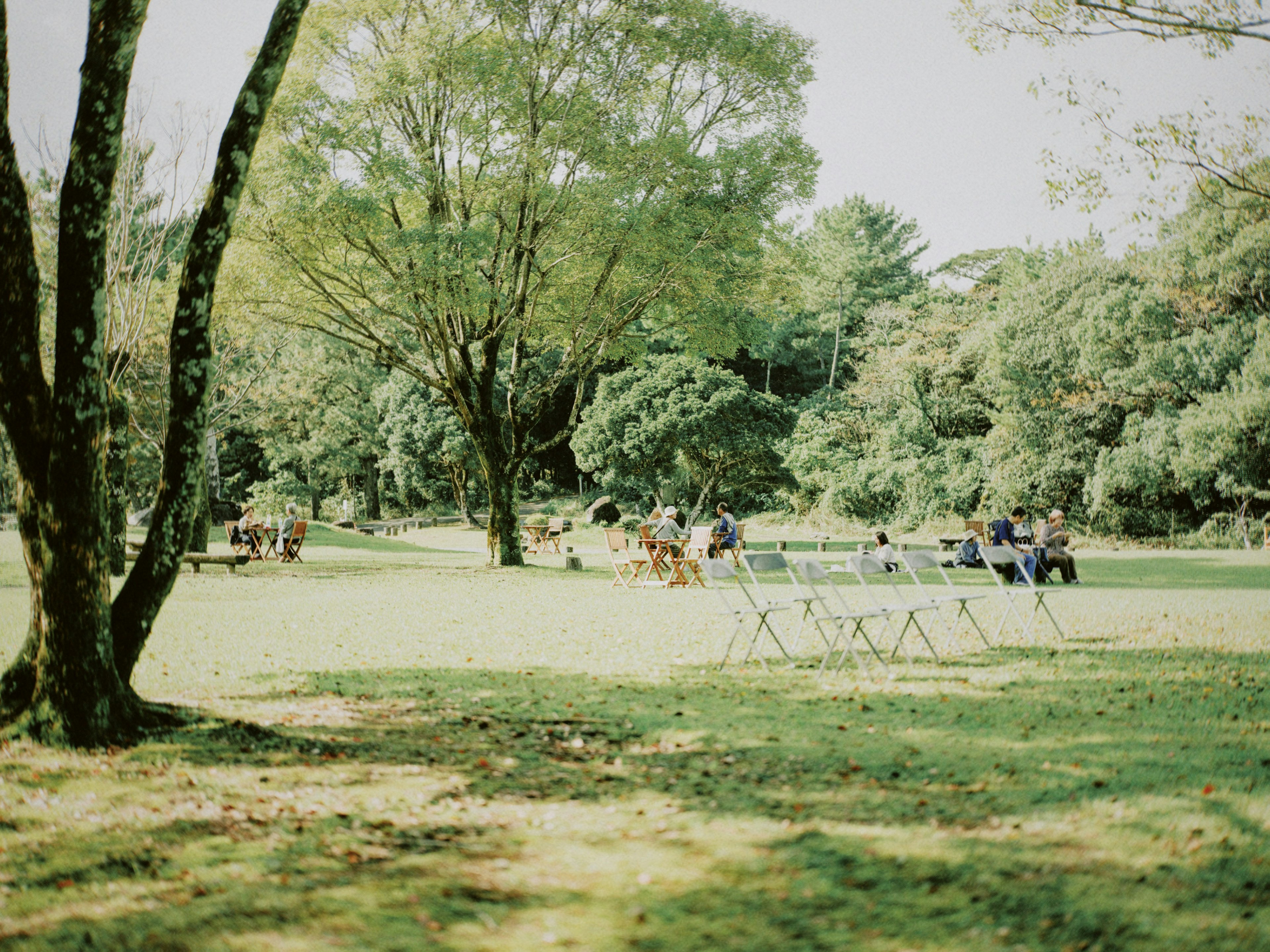 風景如畫的公園裡人們在樹下的草地上聚集