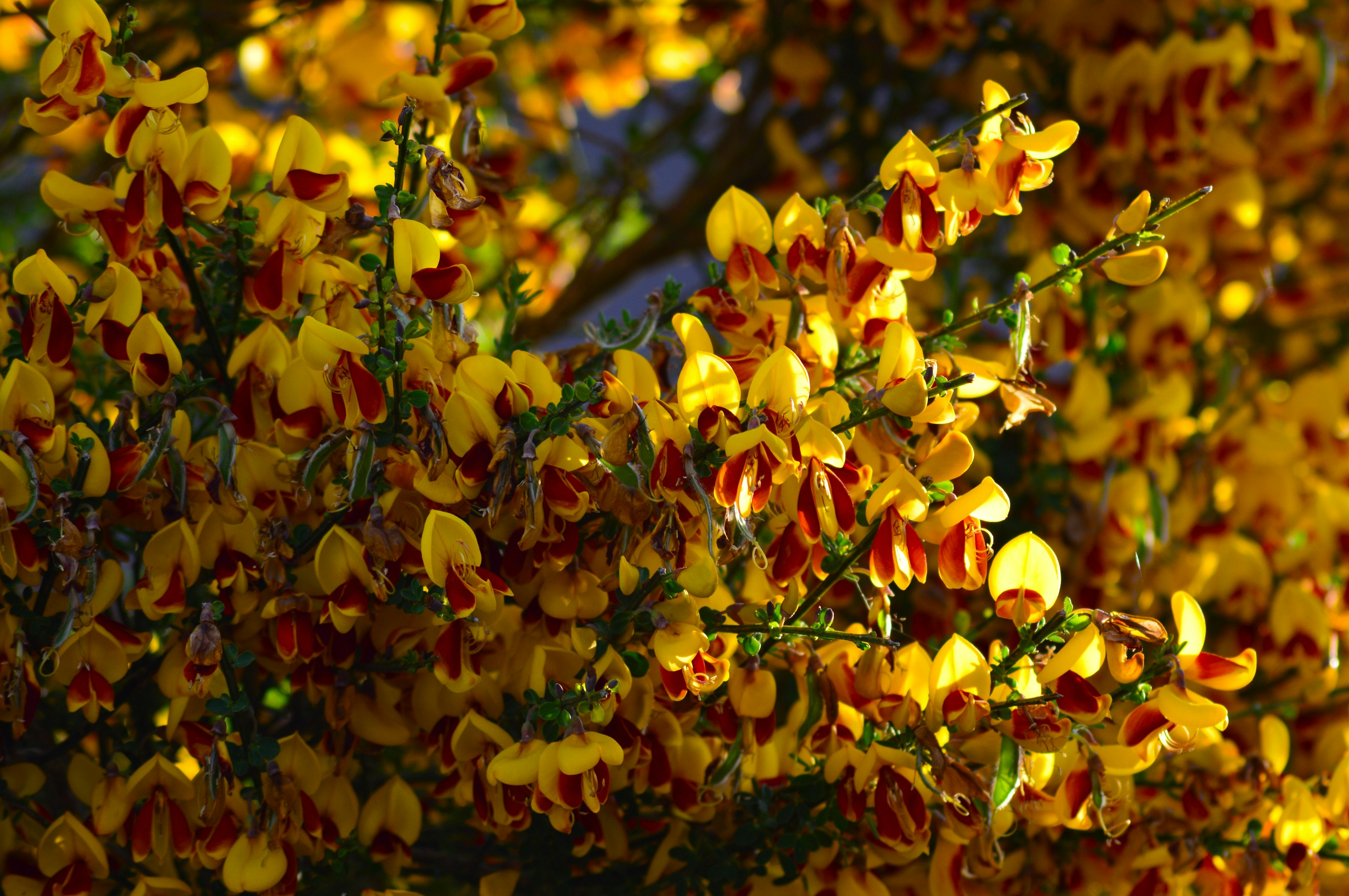 Close-up of a tree with yellow and red flowers