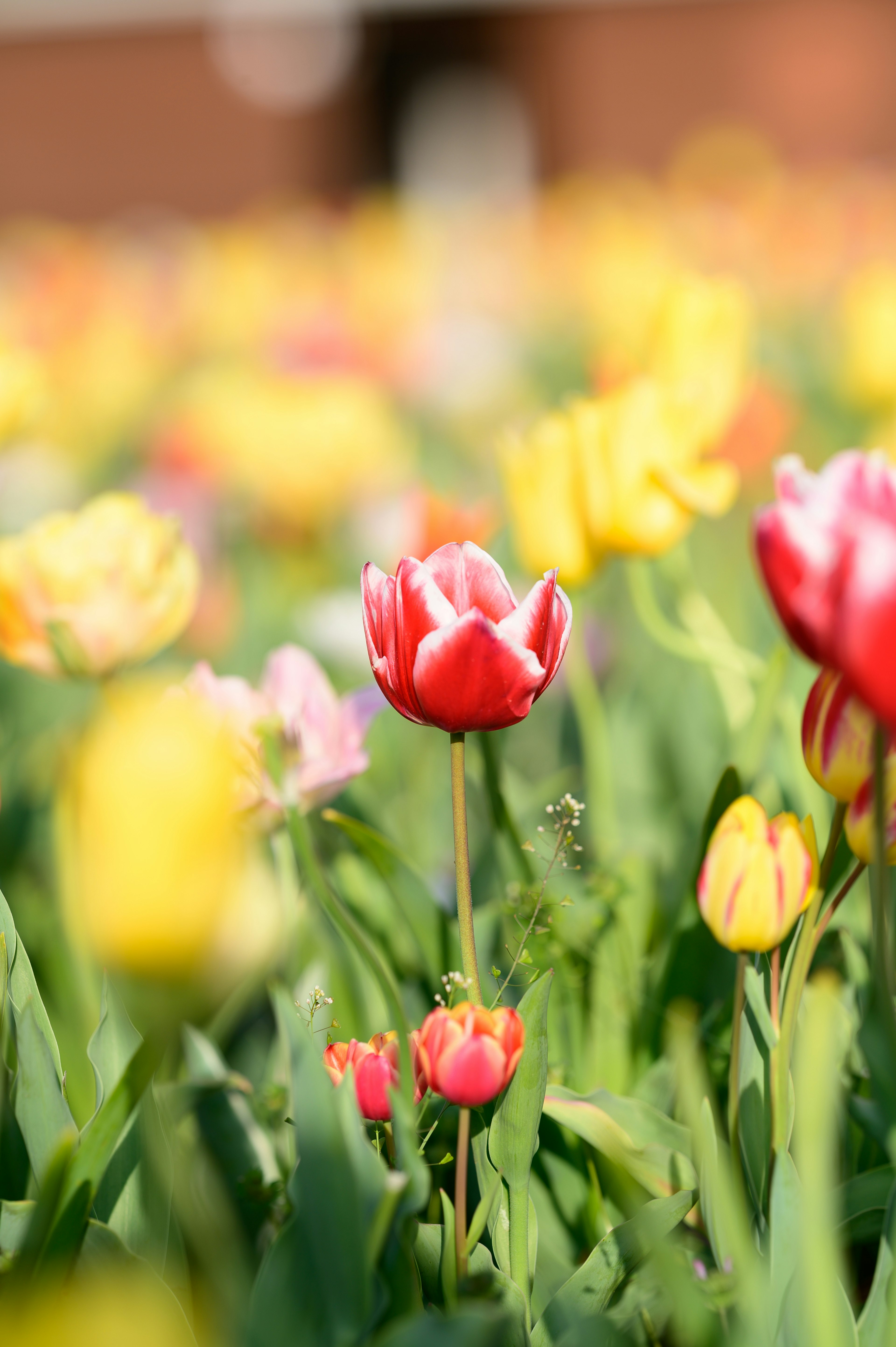 色とりどりのチューリップが咲く風景で赤と黄色の花が目立つ