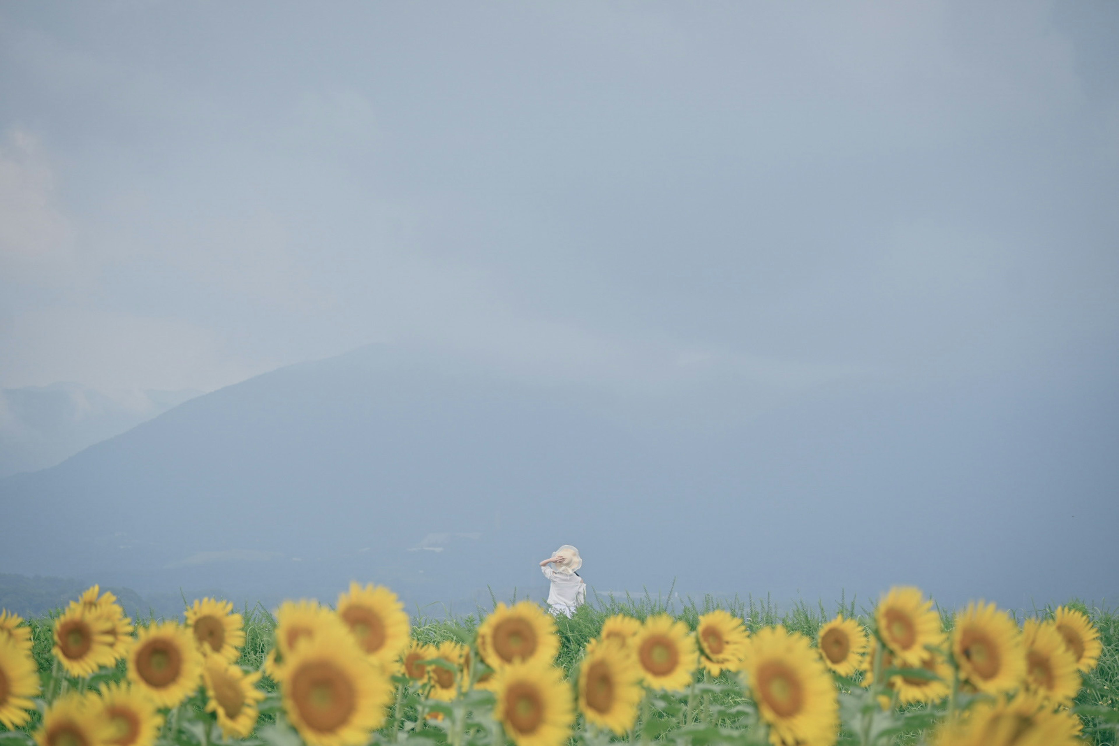 Una mujer vestida de blanco de pie en un vasto campo de girasoles bajo un cielo azul