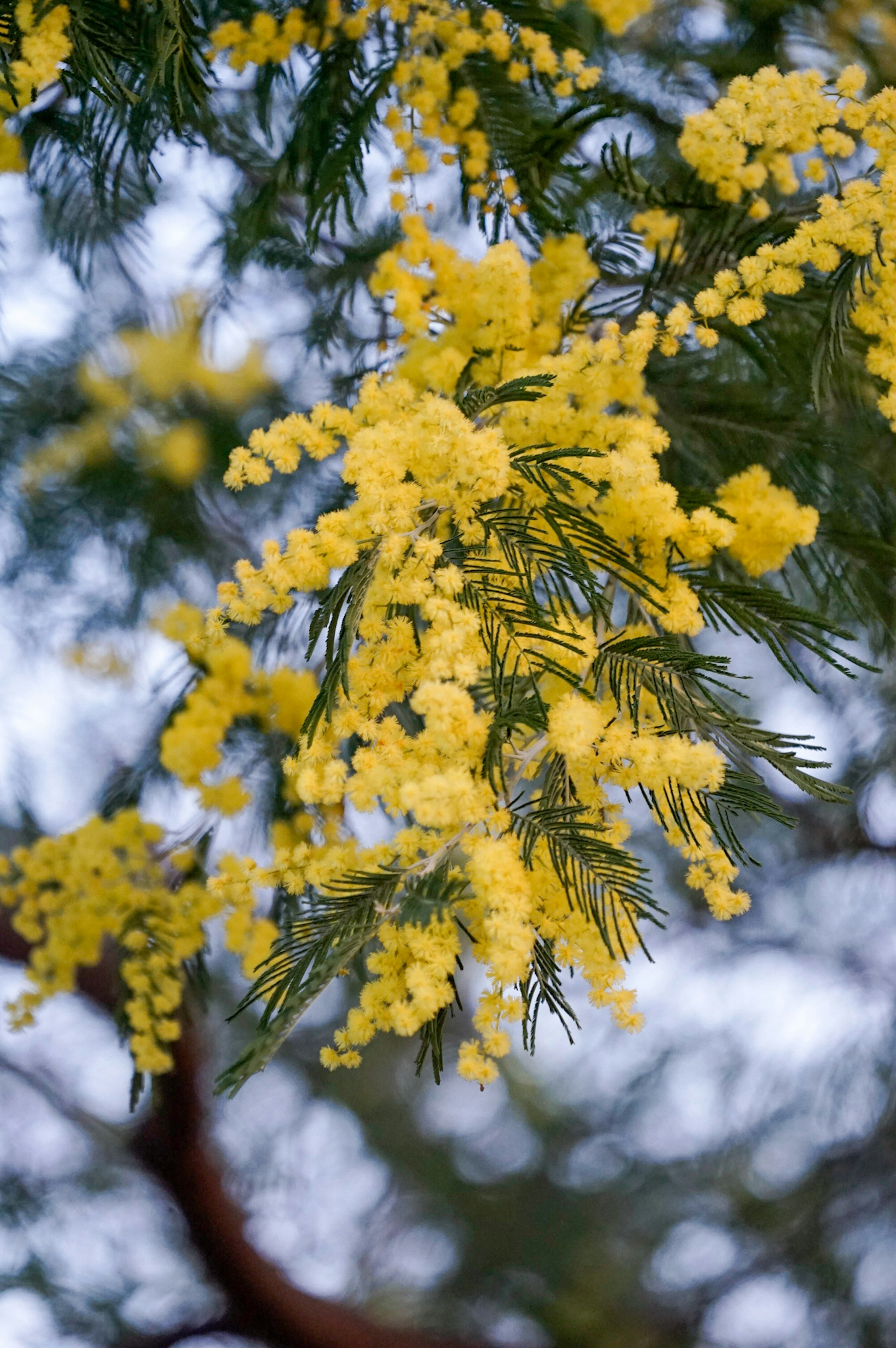 黄色い花が咲くミモザの枝