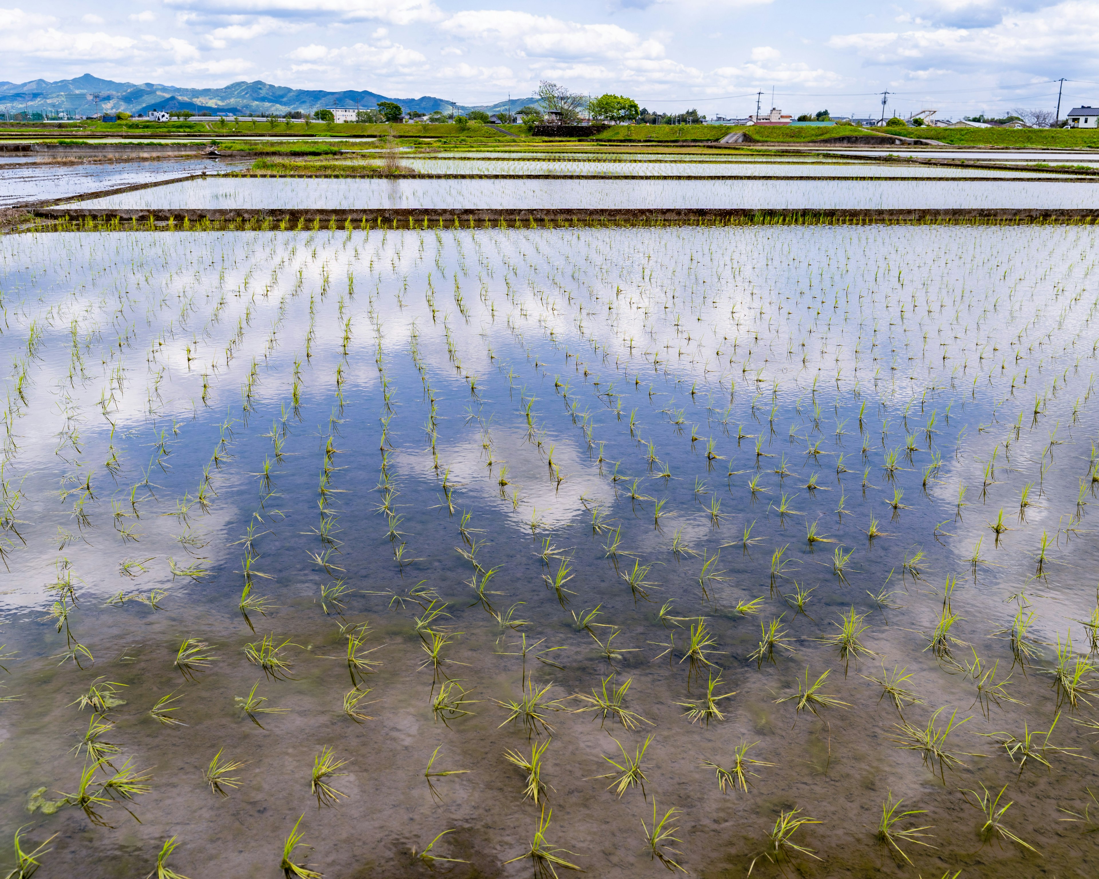 水田に映る雲と稲の苗