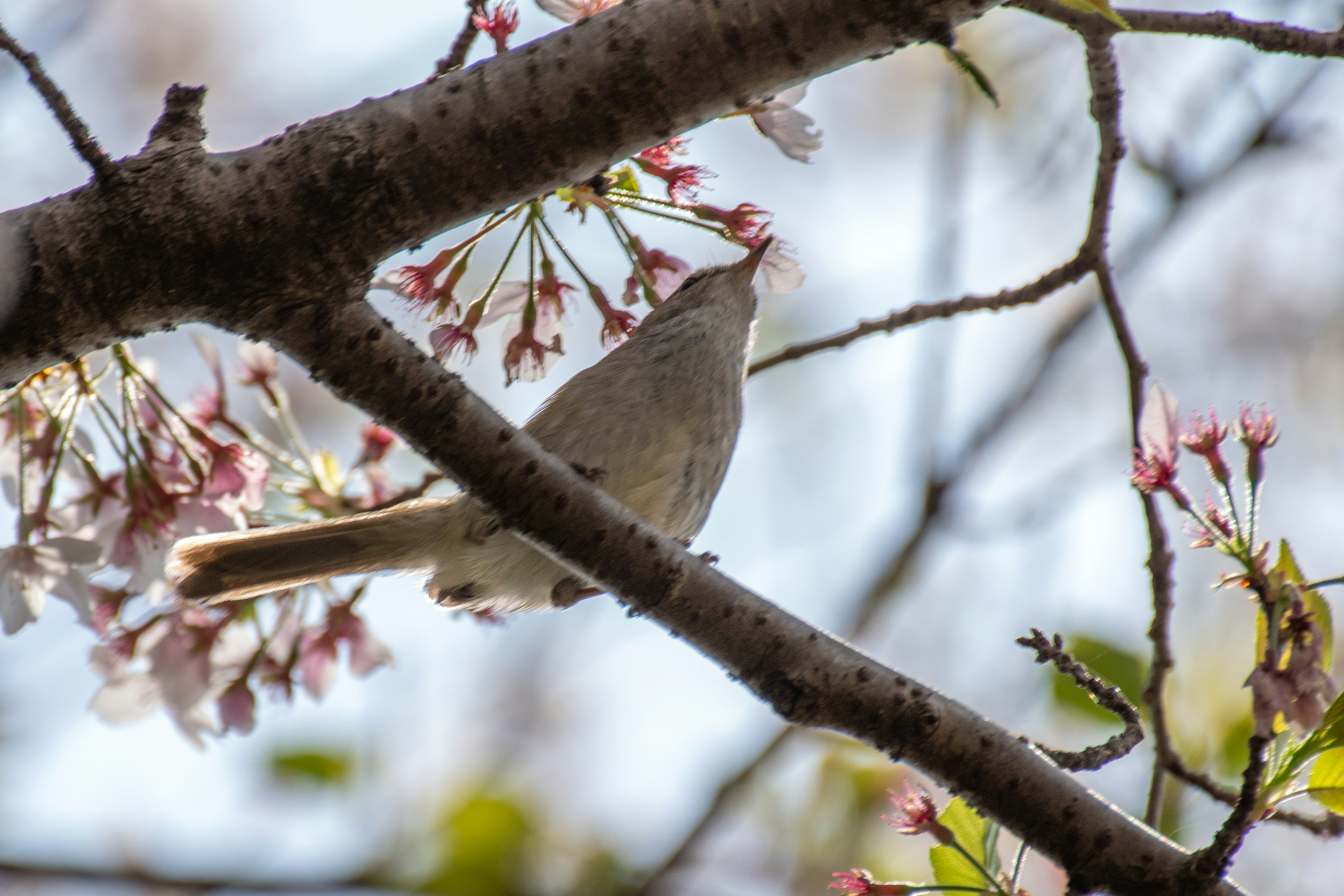 桜の花の間にいる小さな鳥のシルエット