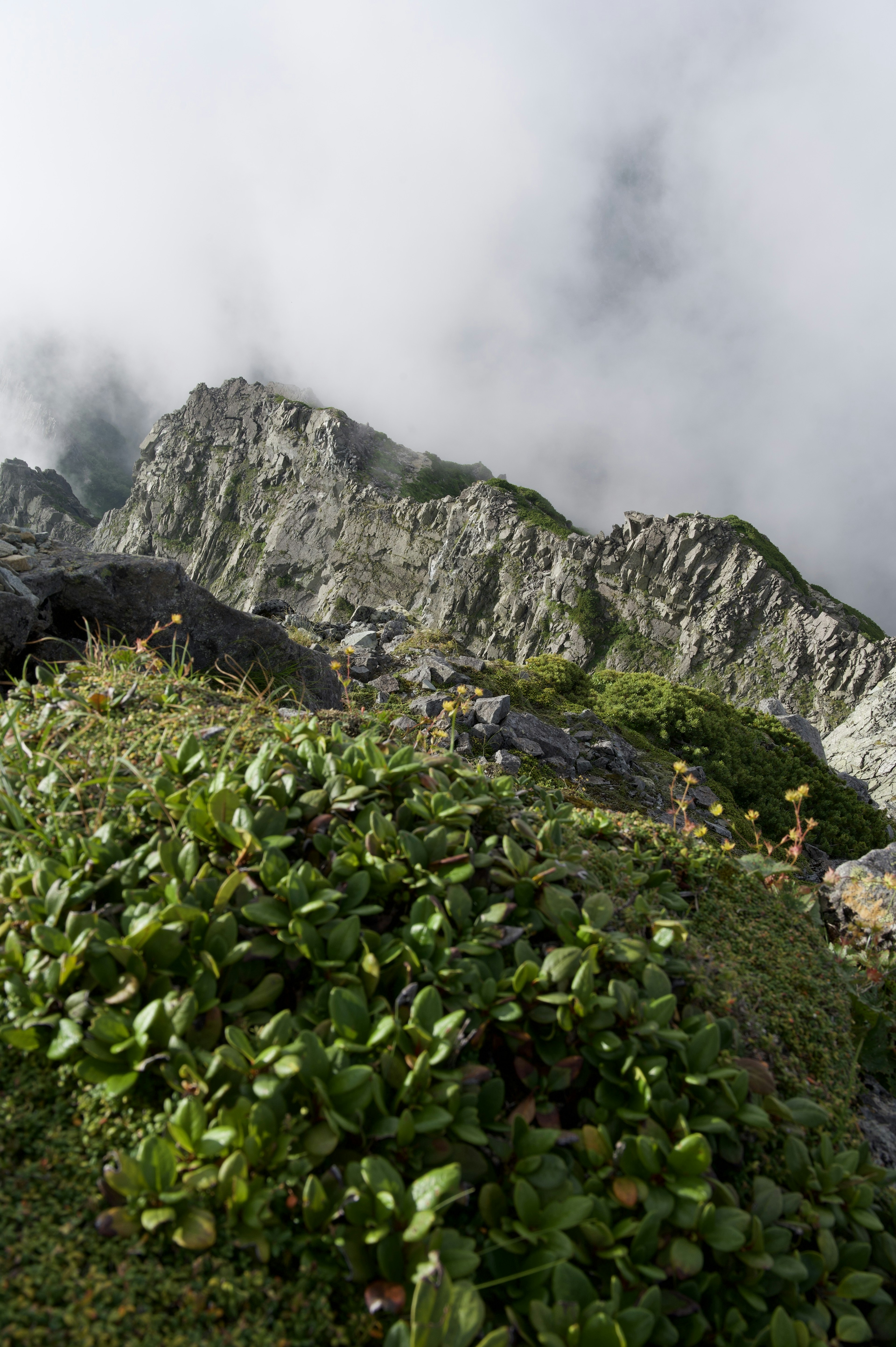 霧の中の山の風景と緑の植物