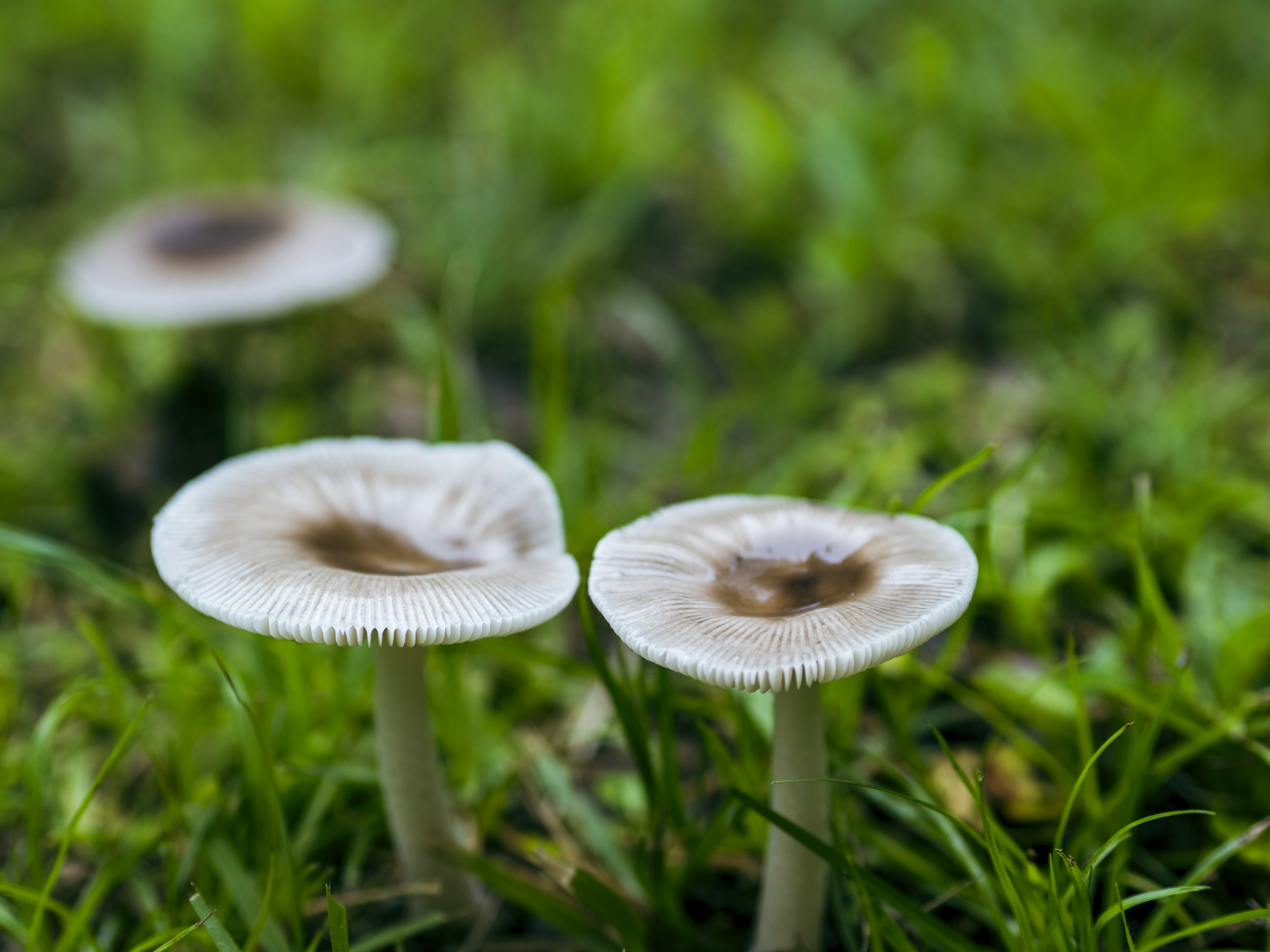 Kumpulan jamur putih tumbuh di atas rumput hijau