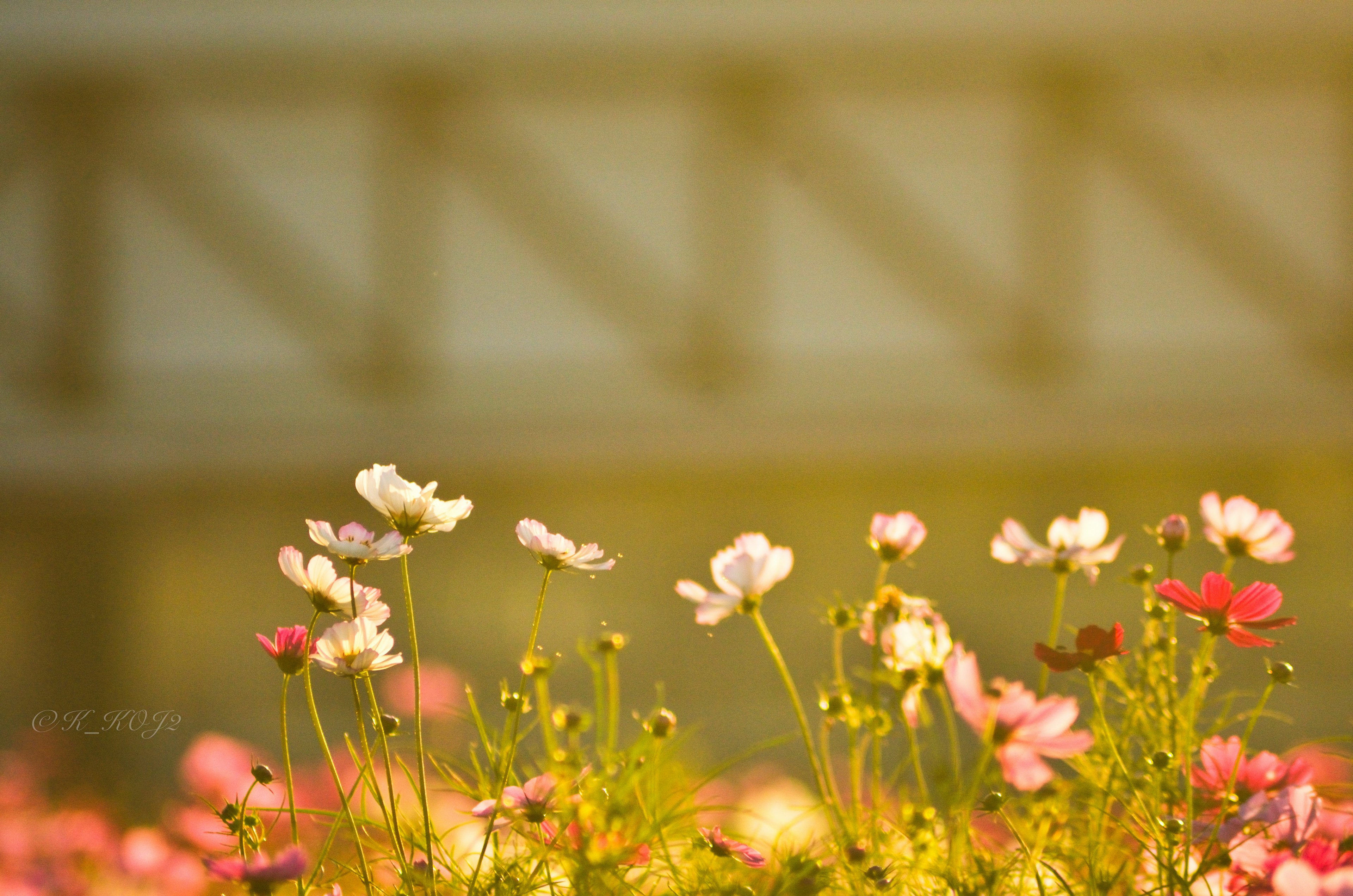 背景にぼんやりとした構造物が見える色とりどりの花々のクローズアップ