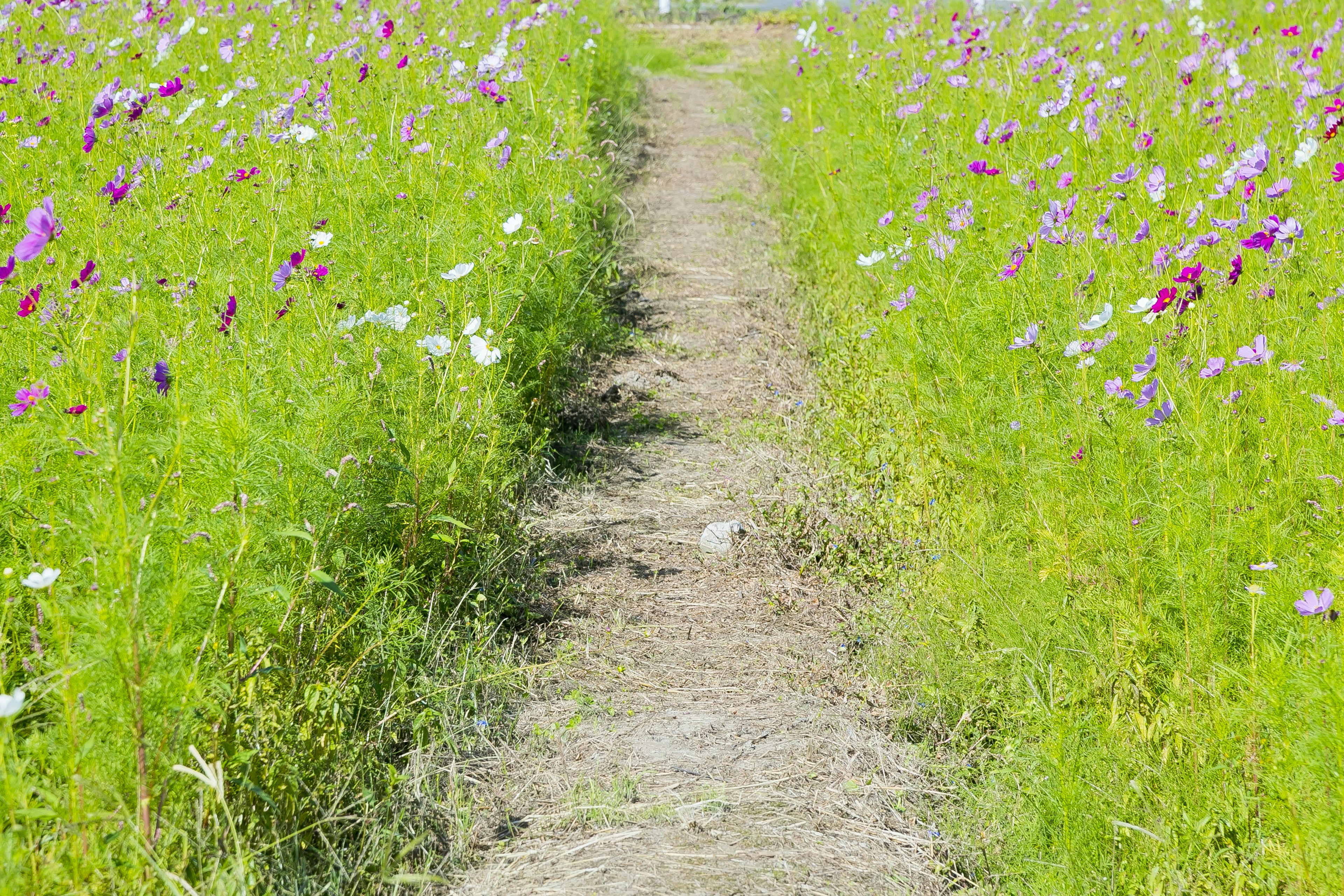 Pathway surrounded by green grass and colorful flowers