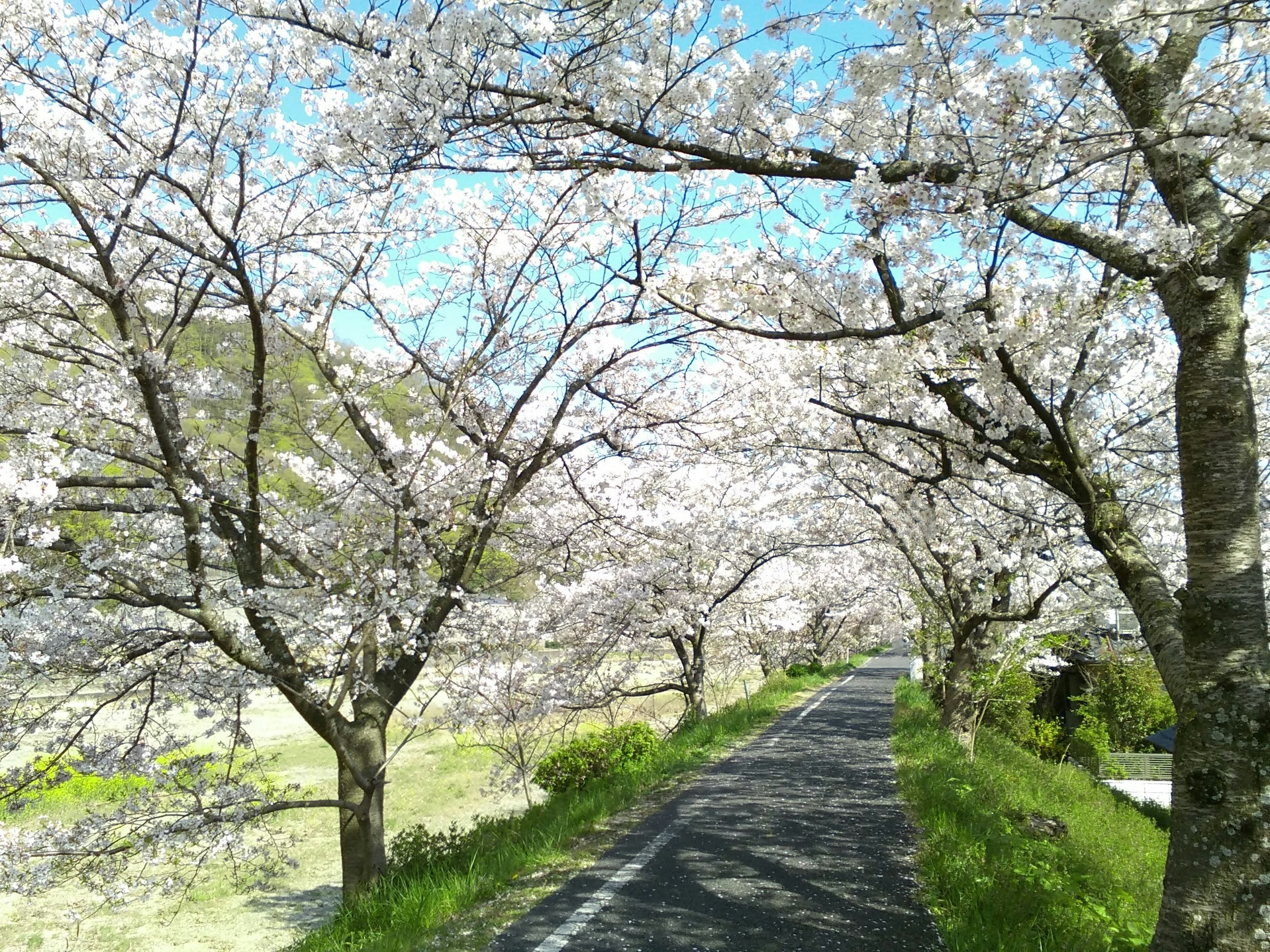 Chemin bordé d'arbres en fleurs de cerisier et ciel bleu