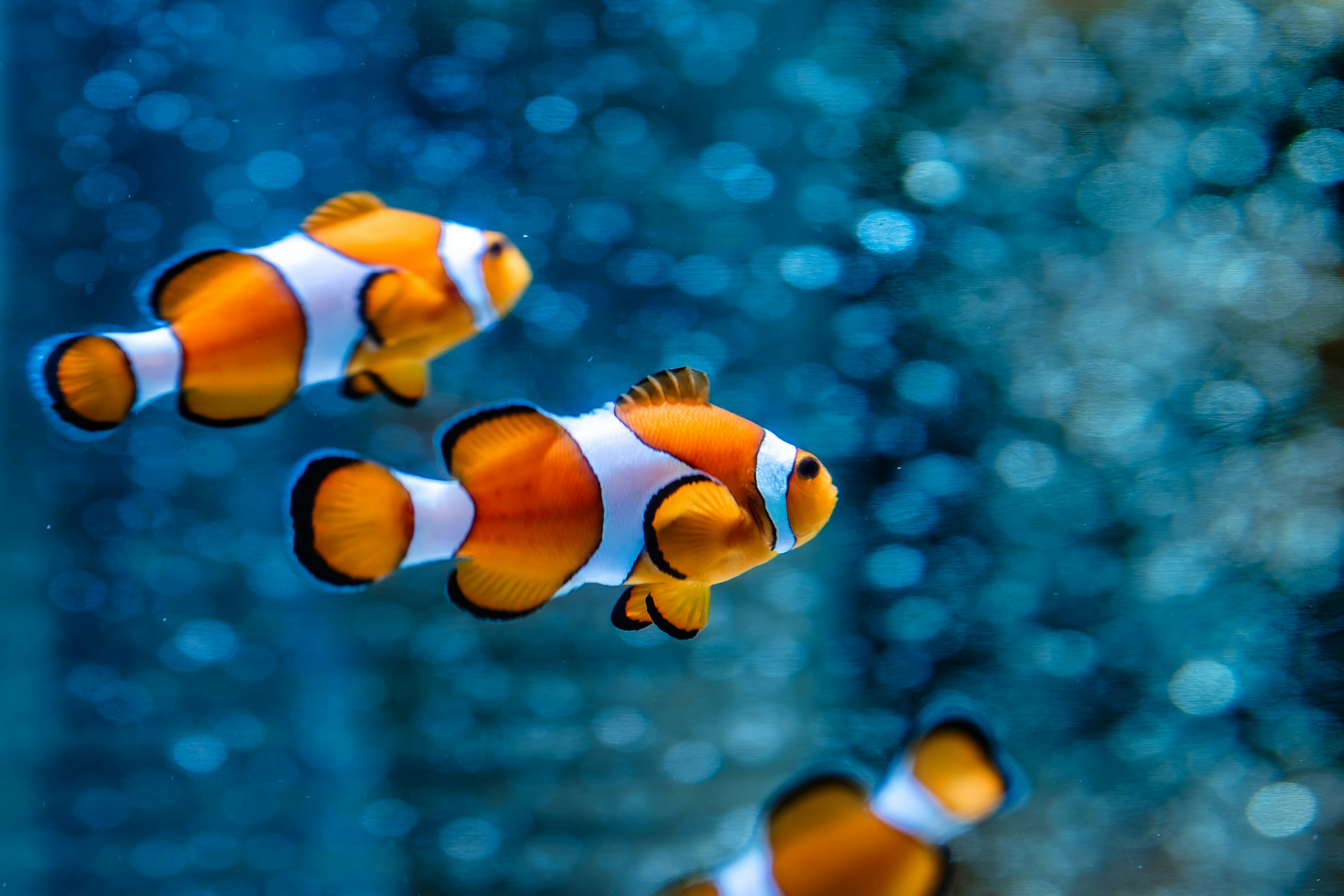 Eine Gruppe orange-weißer Clownfische schwimmt im blauen Wasser