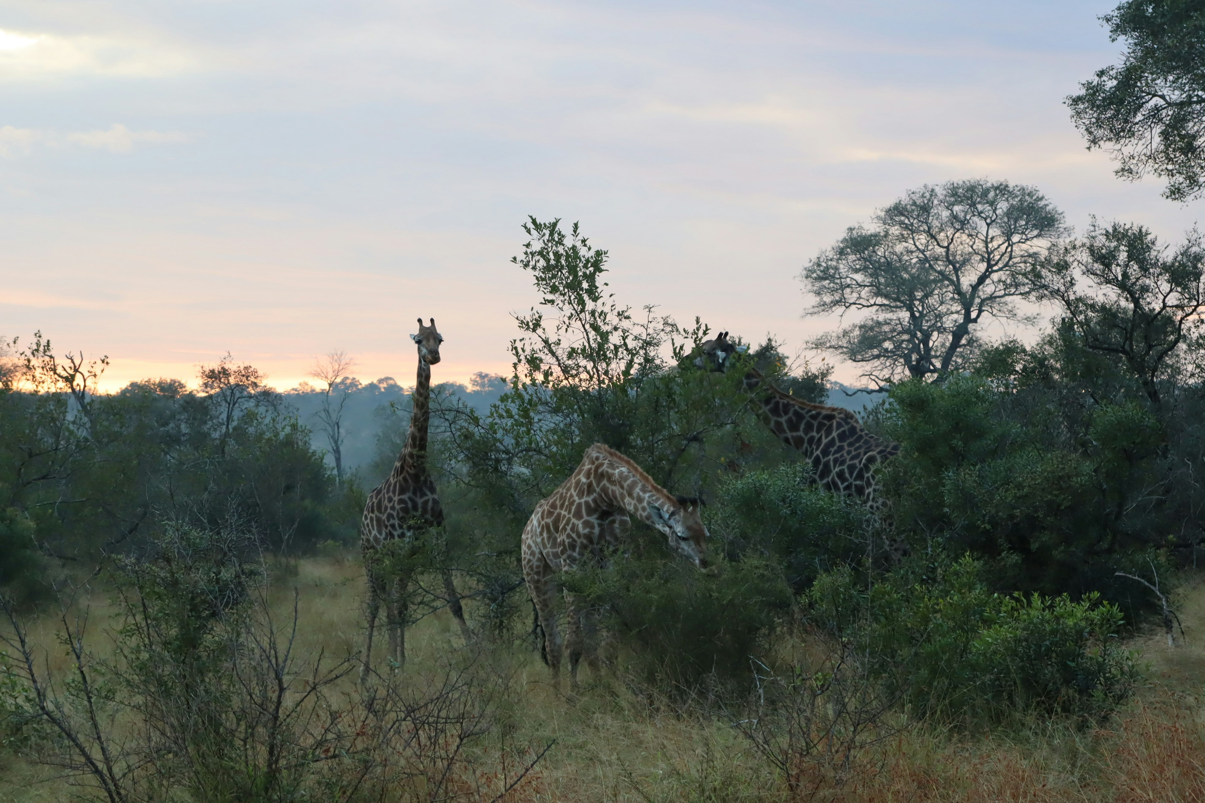 Giraffenherde in der Savanne bei Dämmerung mit grünen Bäumen