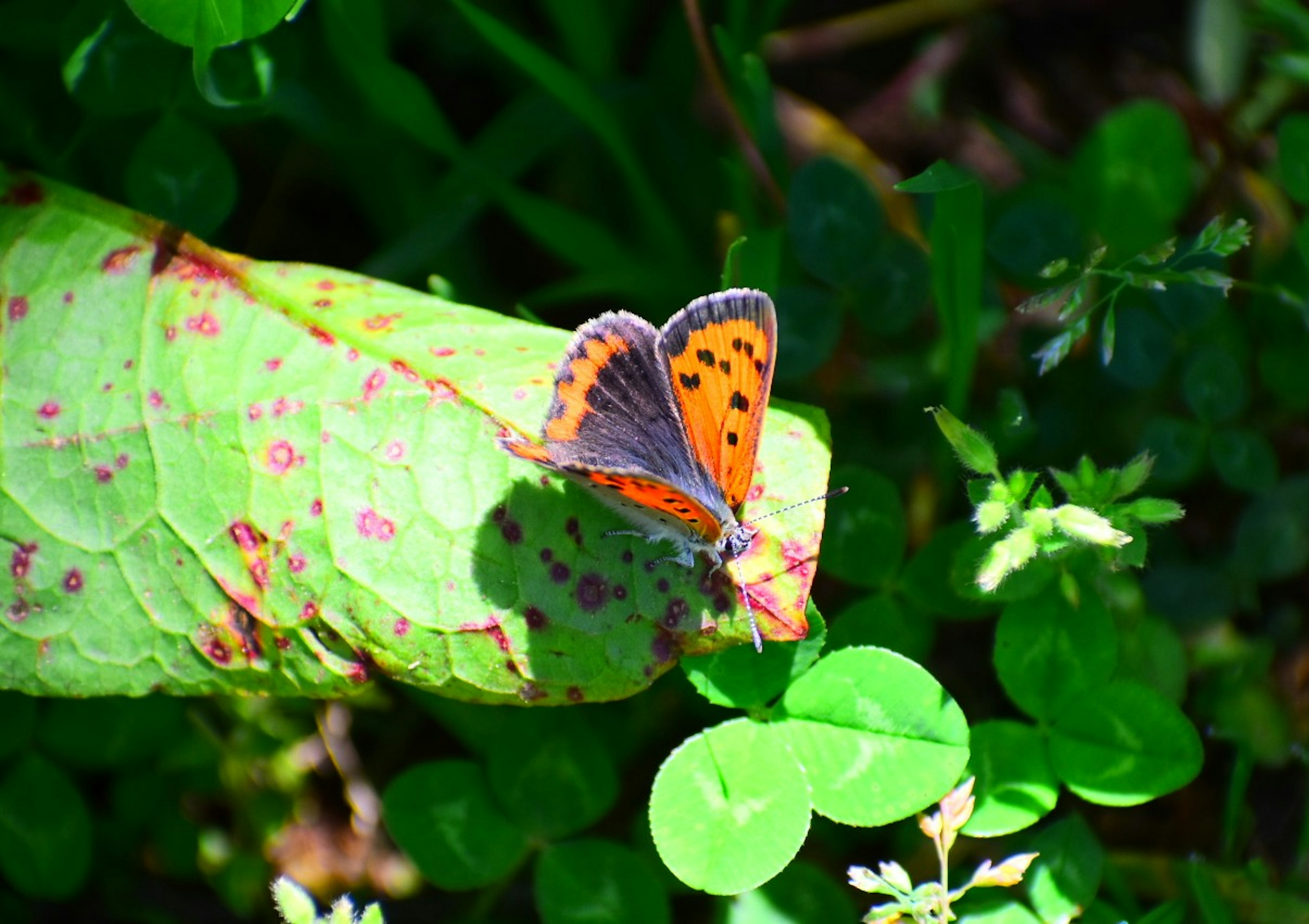 Un petit papillon aux taches orange vif et noires perché sur une feuille verte