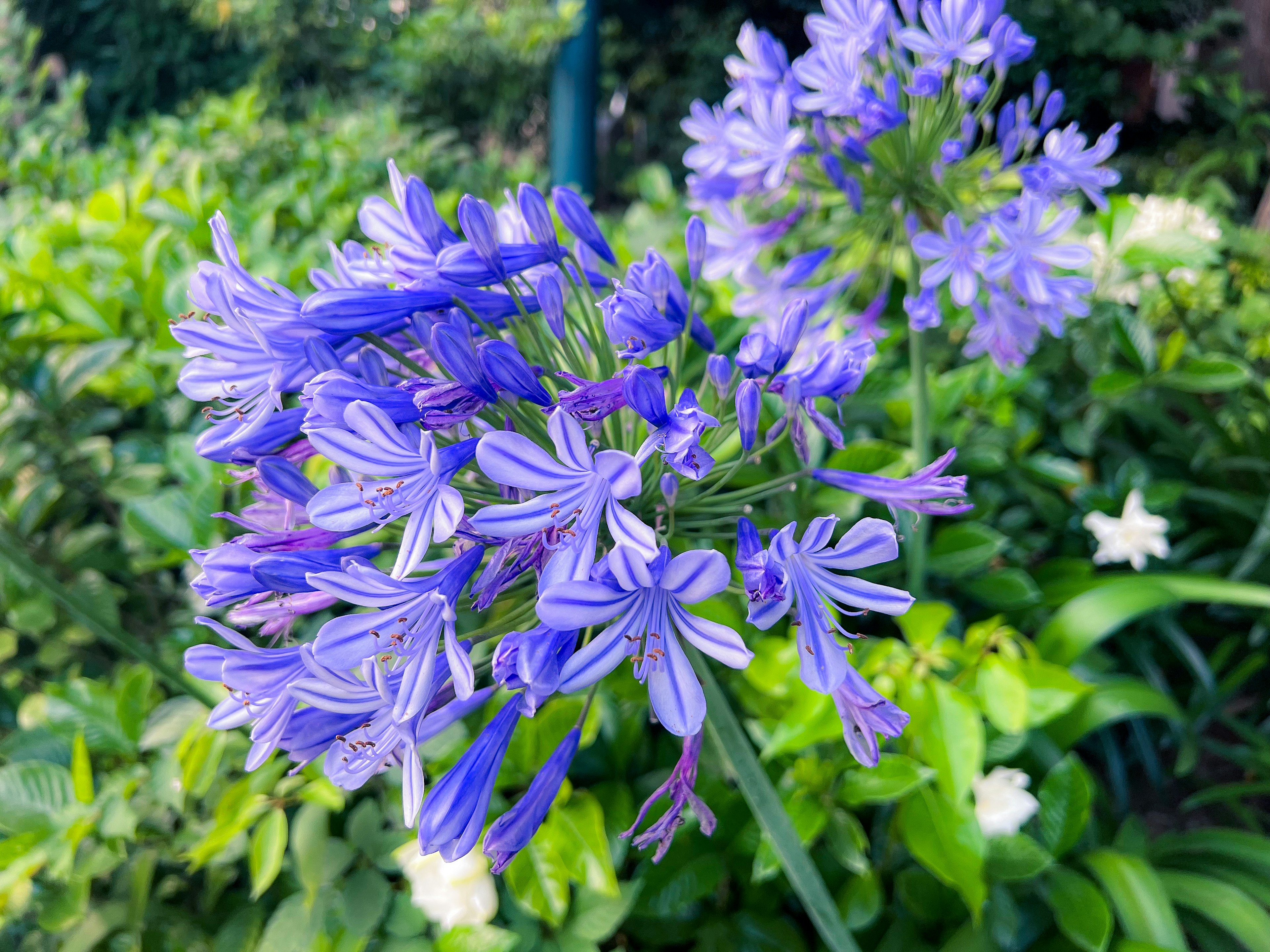 Racimo de flores de Agapanthus moradas vibrantes en un entorno verde exuberante