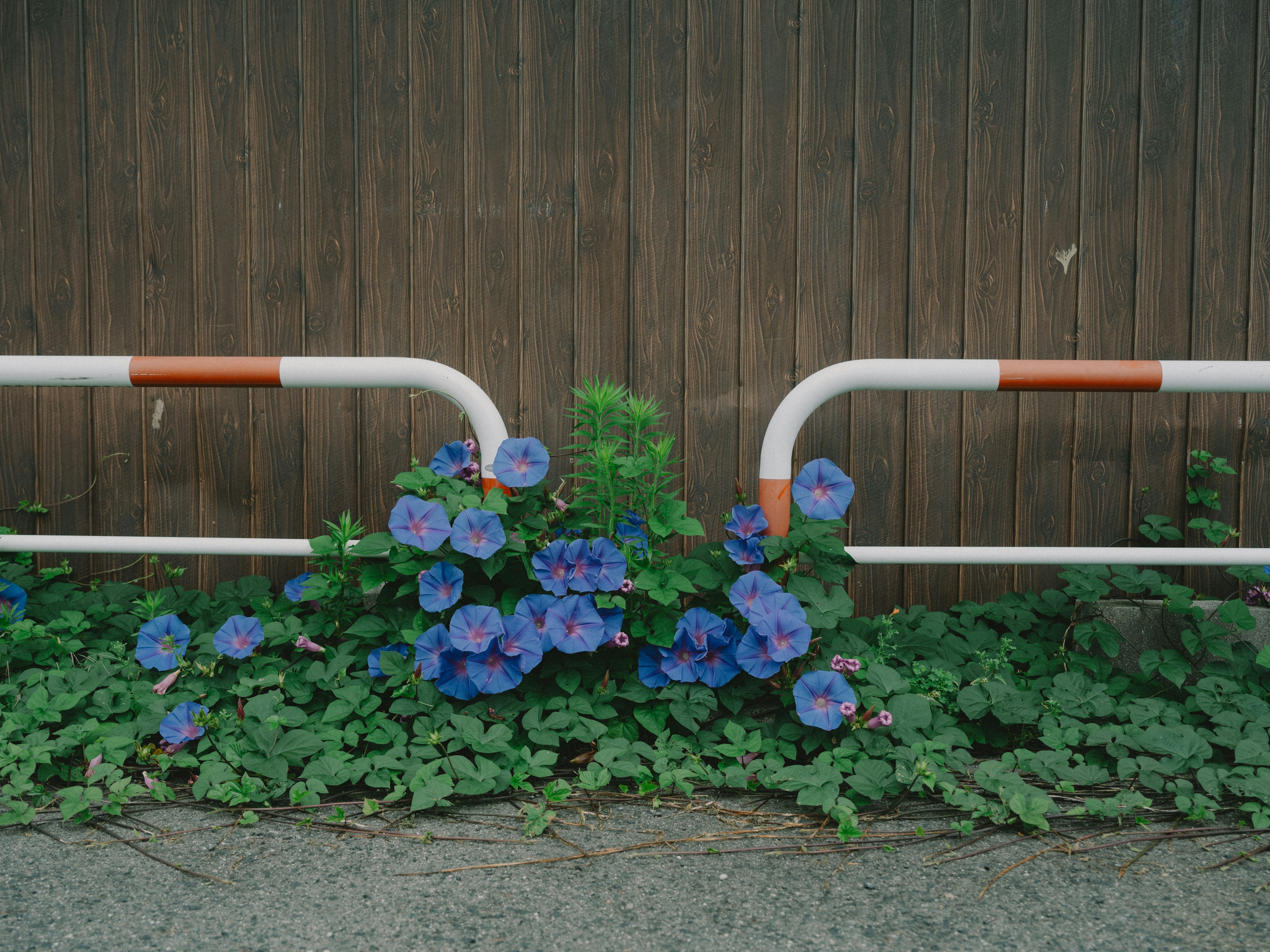 Fiori blu che fioriscono davanti a una ringhiera bianca contro un muro di legno