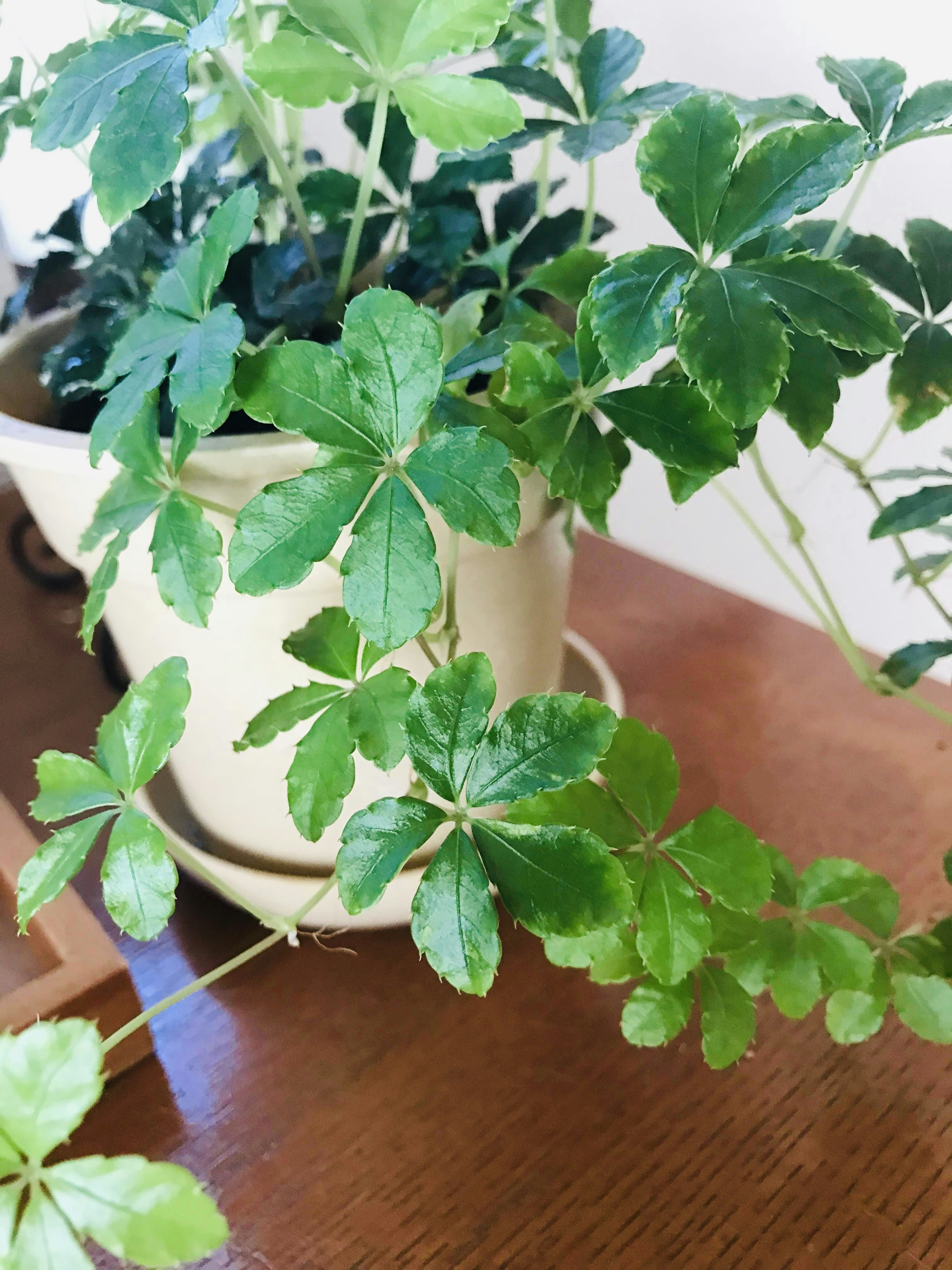 Una pianta da interno in vaso con foglie verdi lussureggianti posata su un tavolo di legno