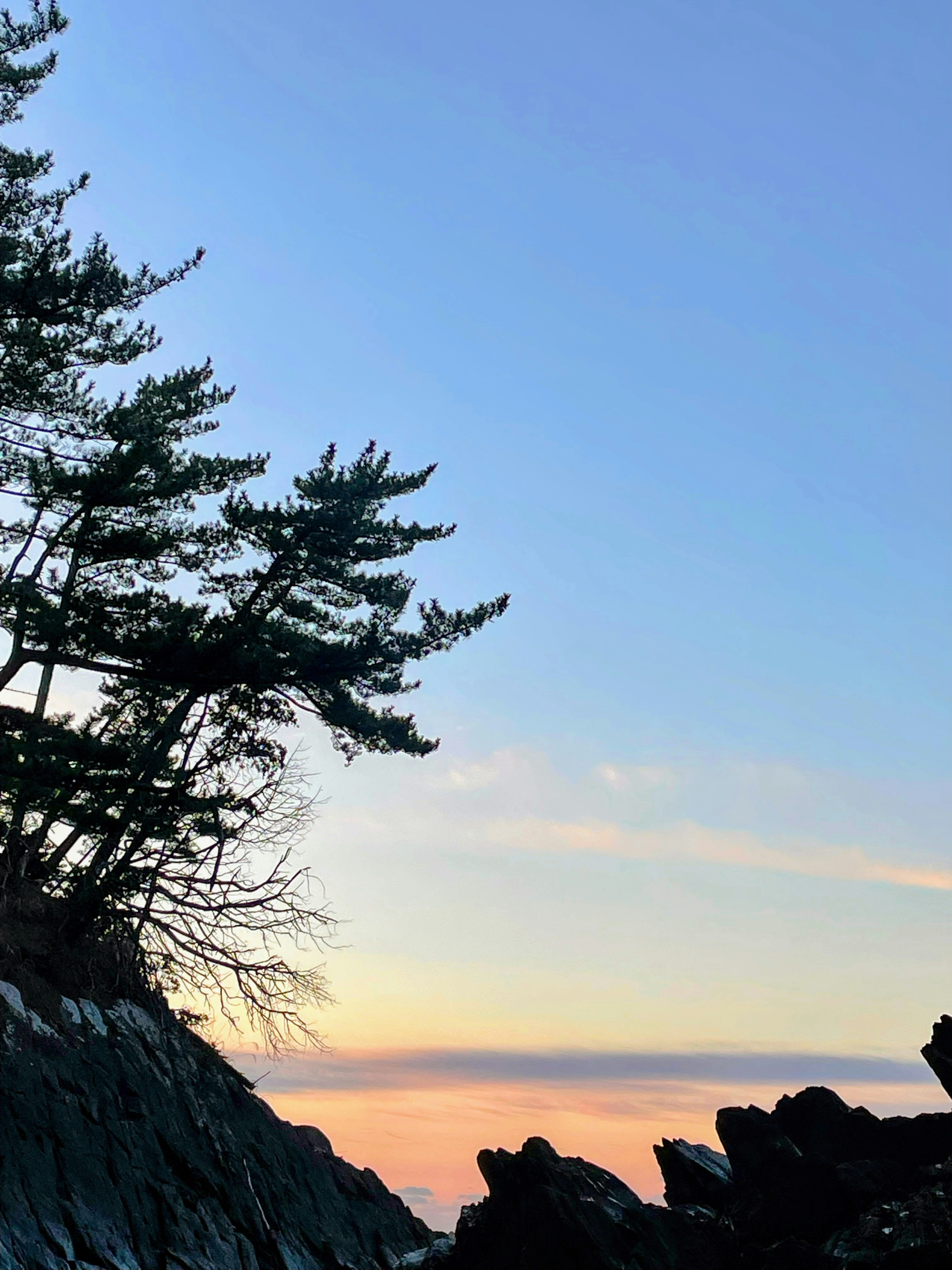 Silhouette of trees against a sunset sky over rocky coastline