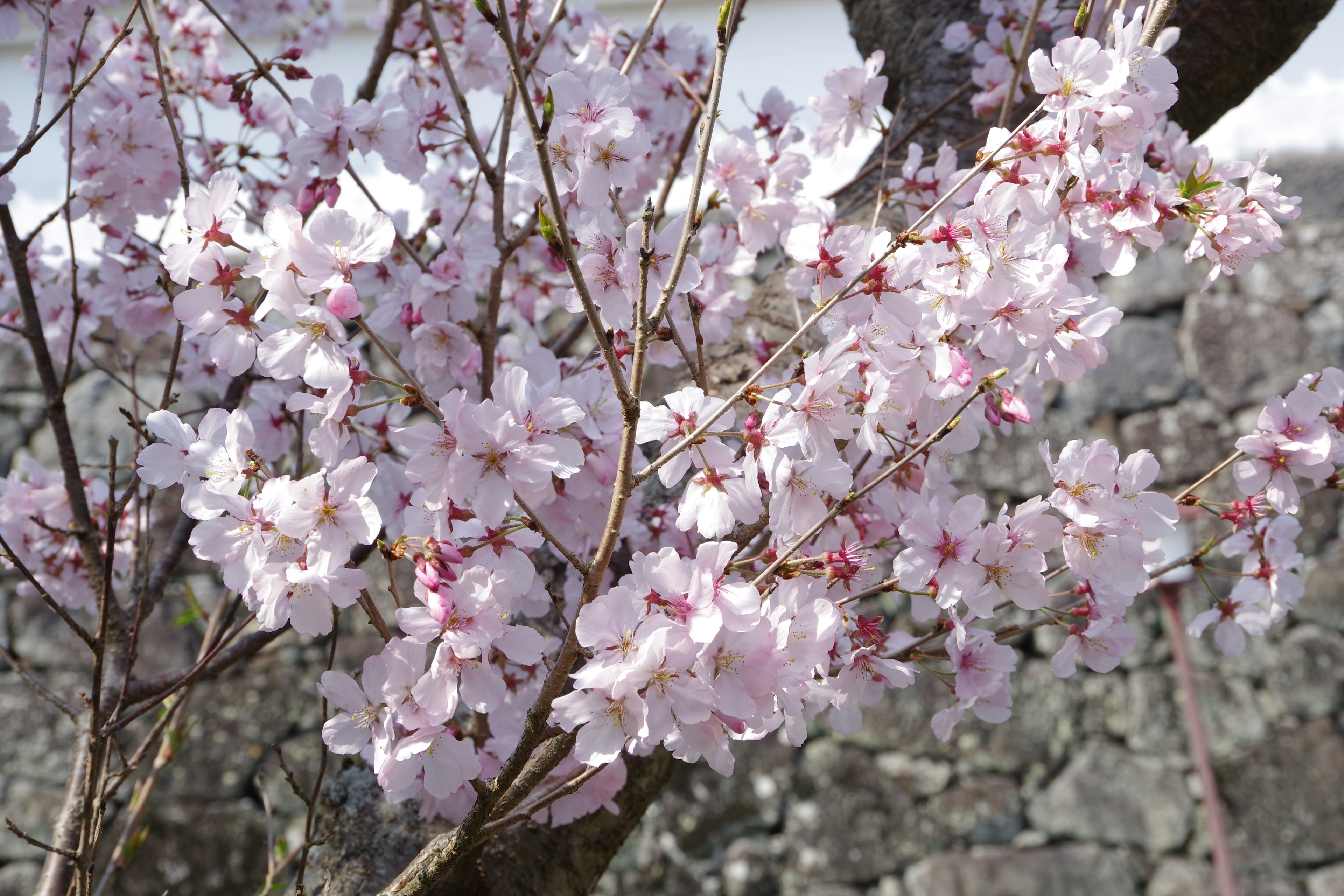 Nahaufnahme von Kirschblütenzweigen in voller Blüte