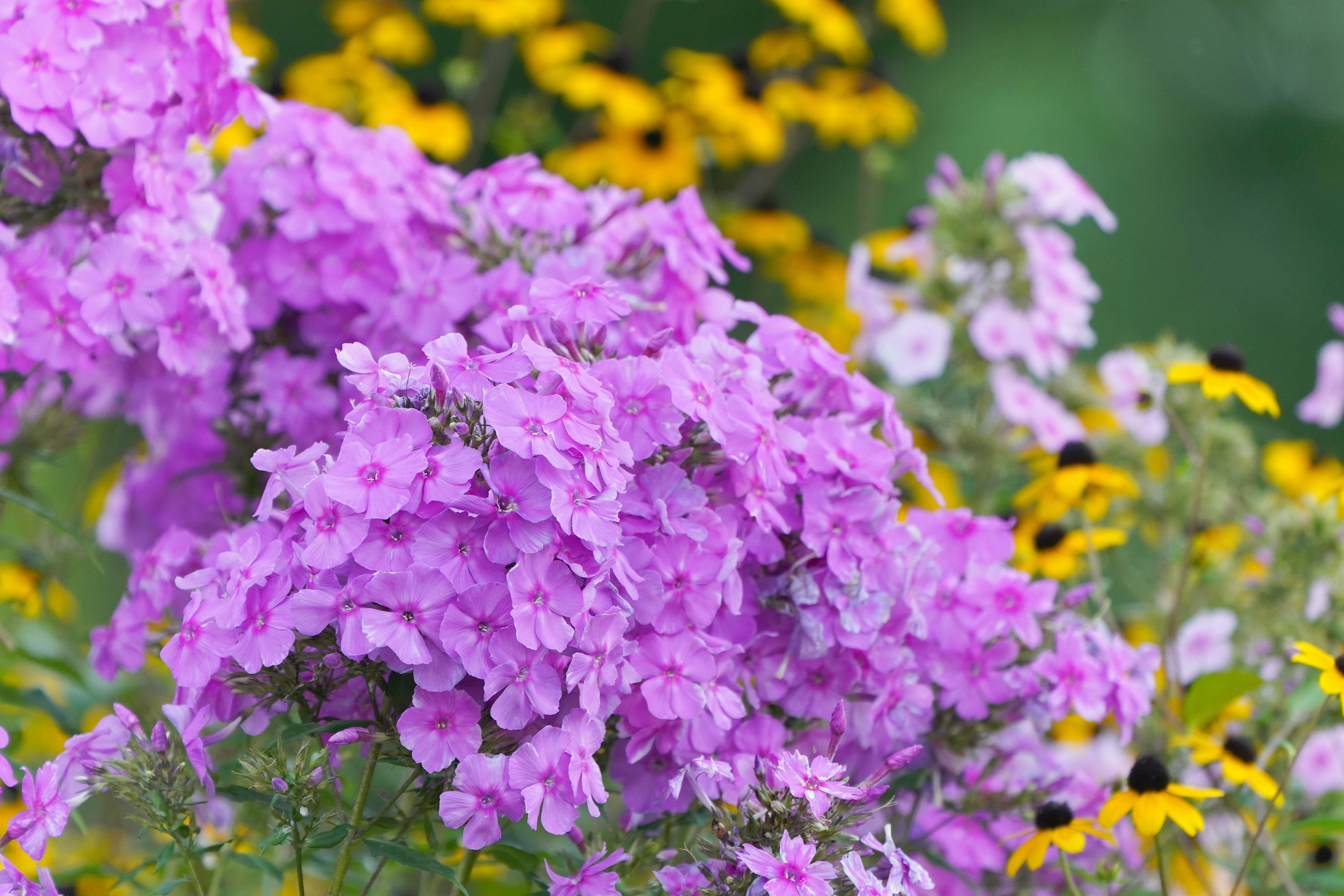 Fiori di phlox rosa vivaci accanto a margherite a occhi neri gialli in un giardino