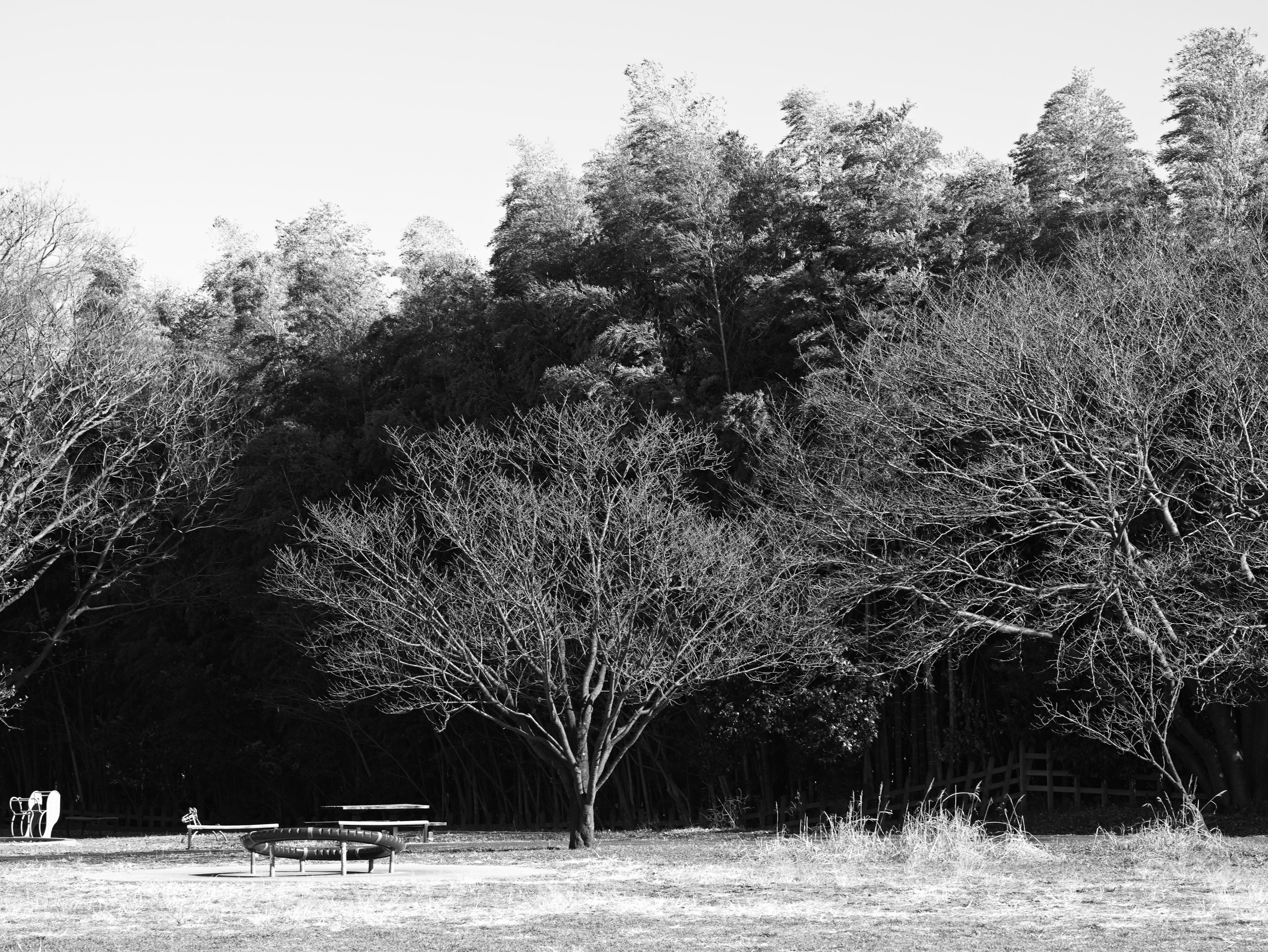 Paysage d'hiver avec des arbres nus et des bancs de parc en noir et blanc