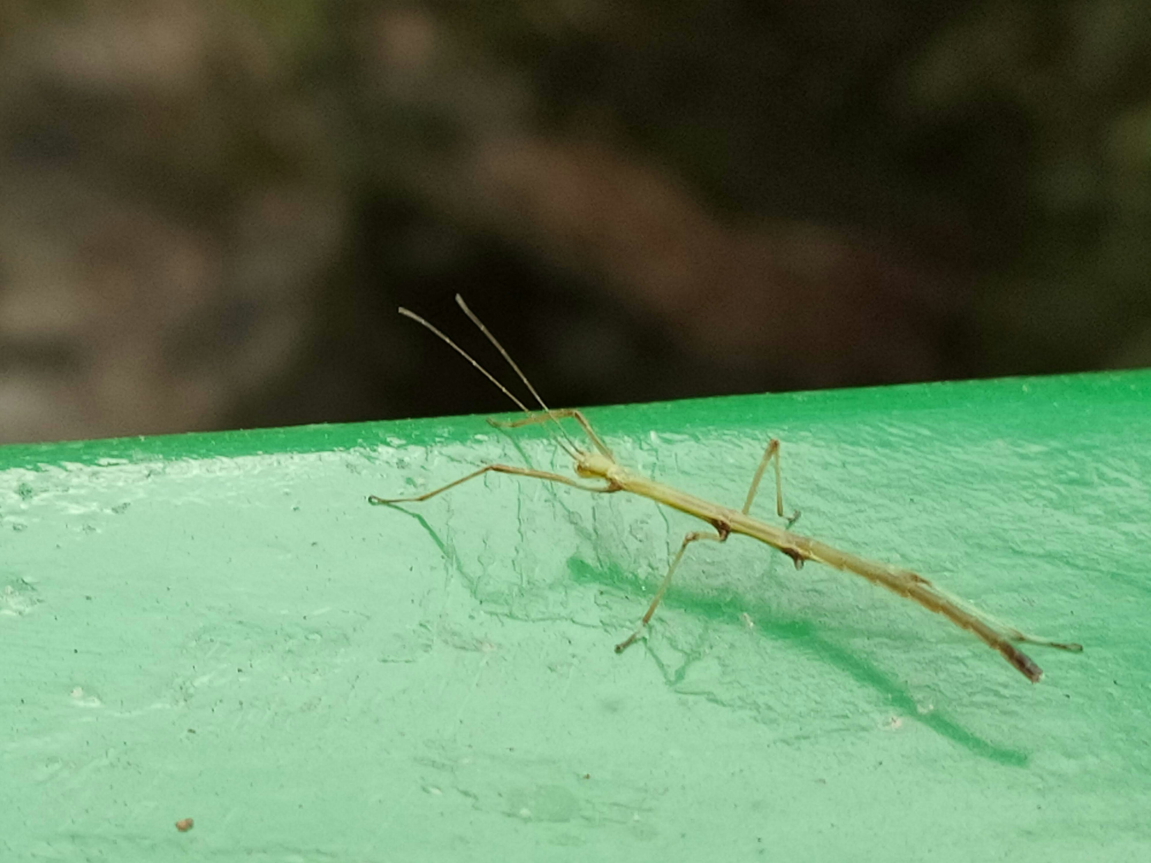 Un insecto delgado sobre una superficie verde