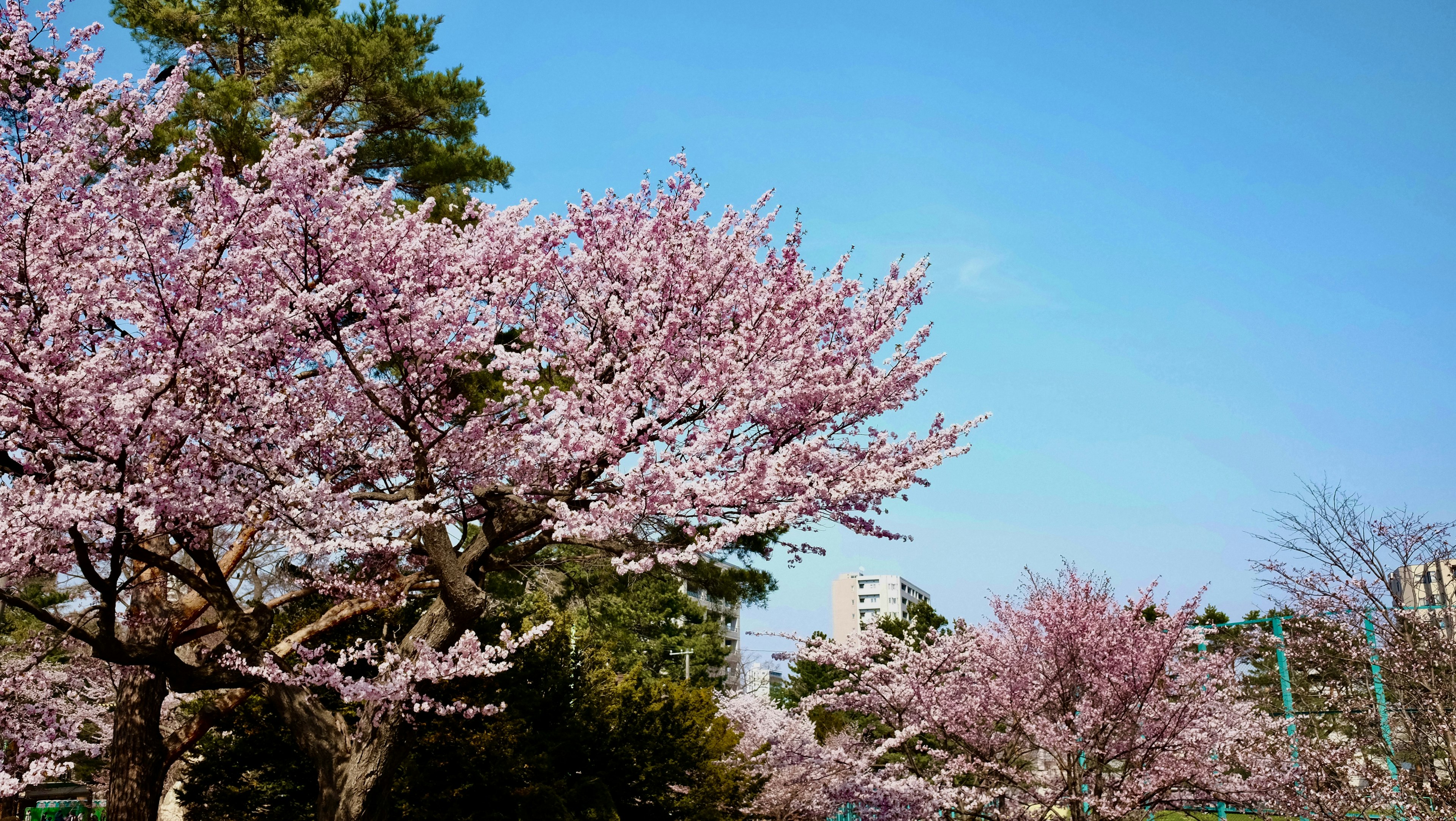 Paesaggio di alberi di ciliegio in fiore in un parco con cielo blu e edifici vicini