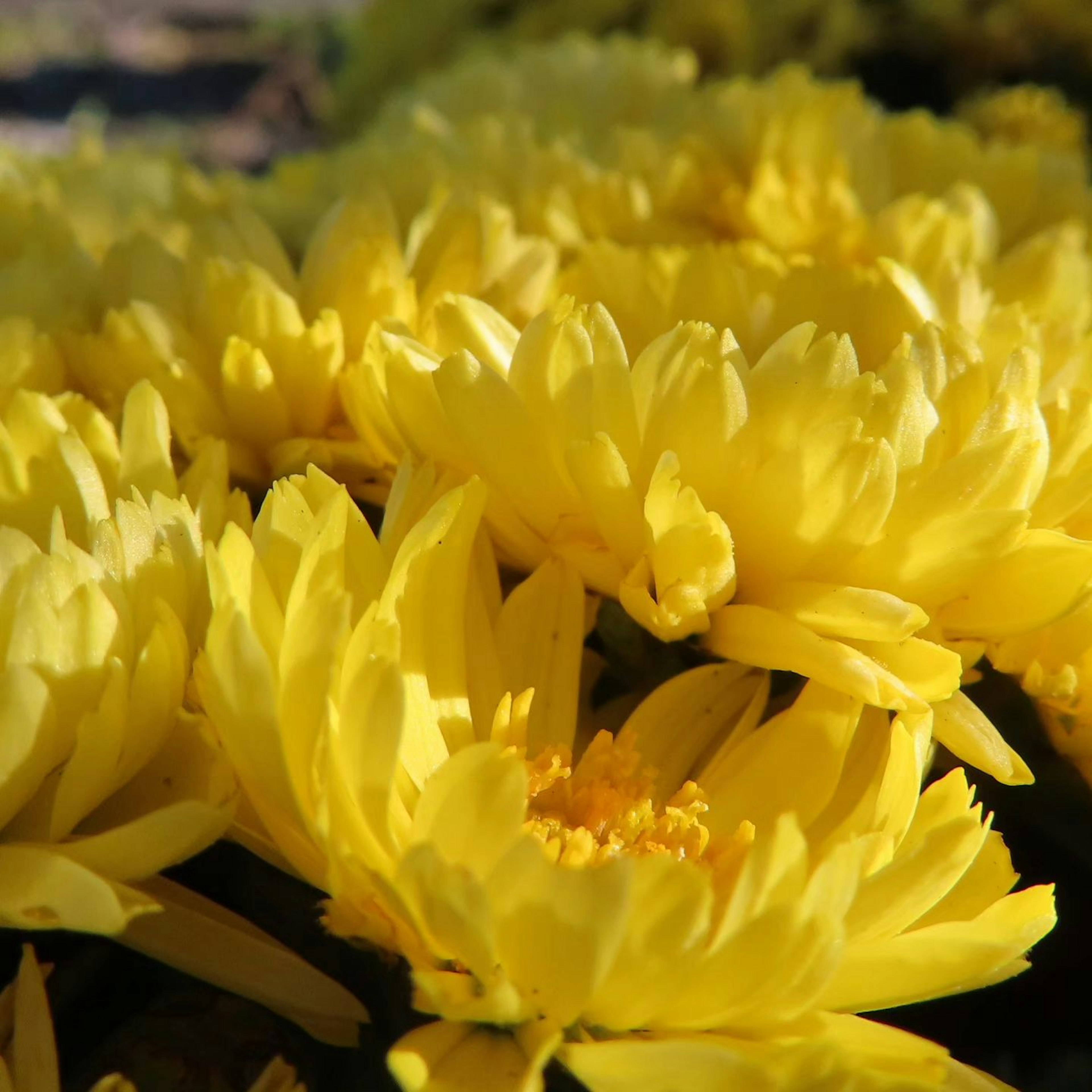 Escena vibrante de flores amarillas en flor