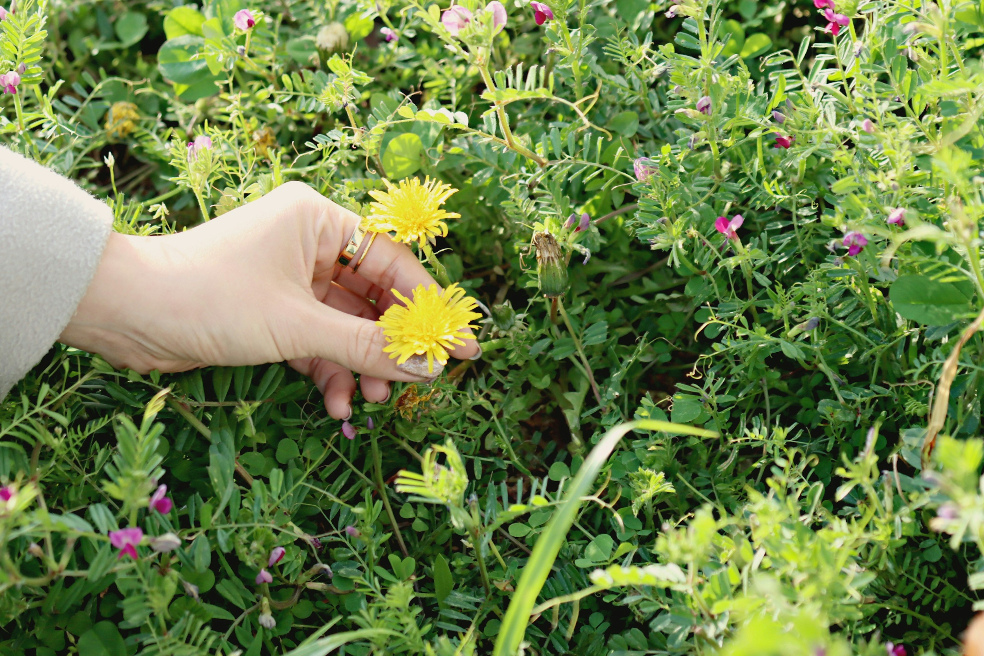 Eine Hand, die gelbe Blumen zwischen grünen Pflanzen pflückt