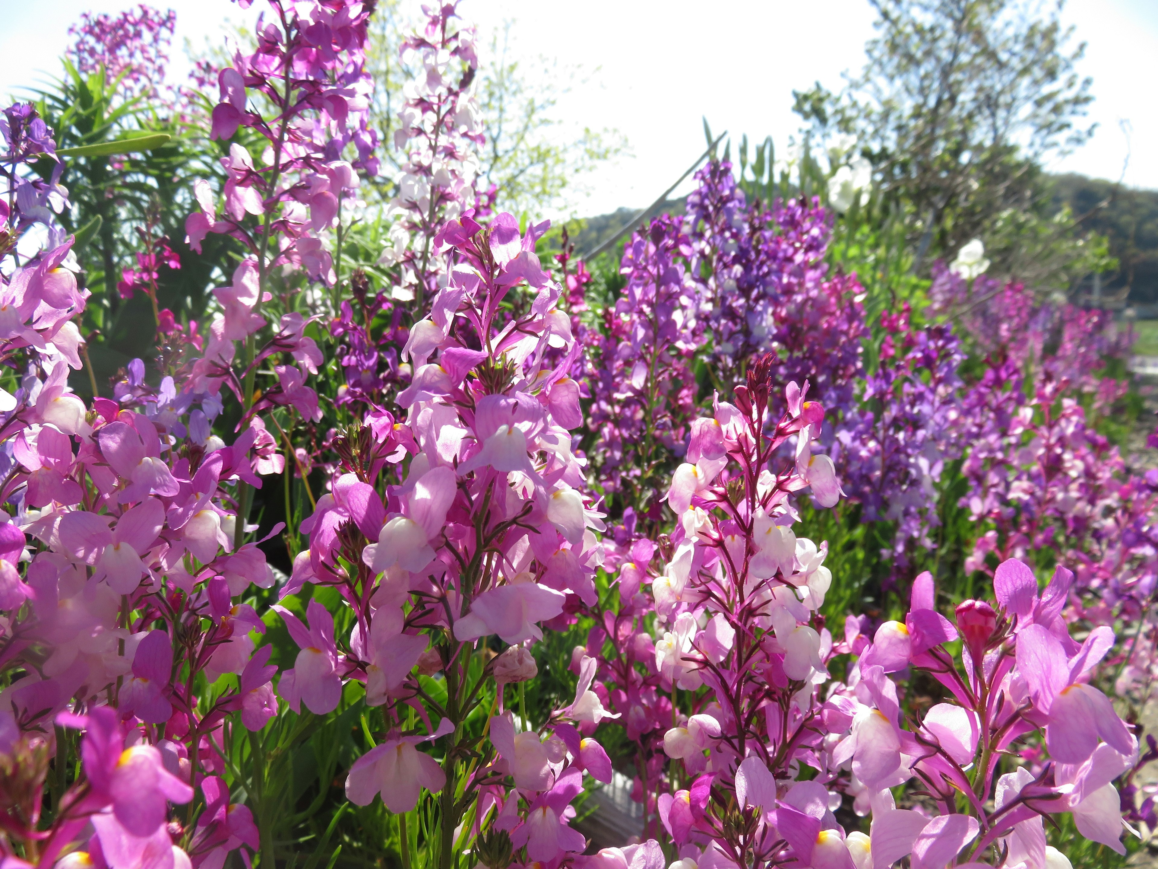 Un hermoso paisaje lleno de flores moradas en flor