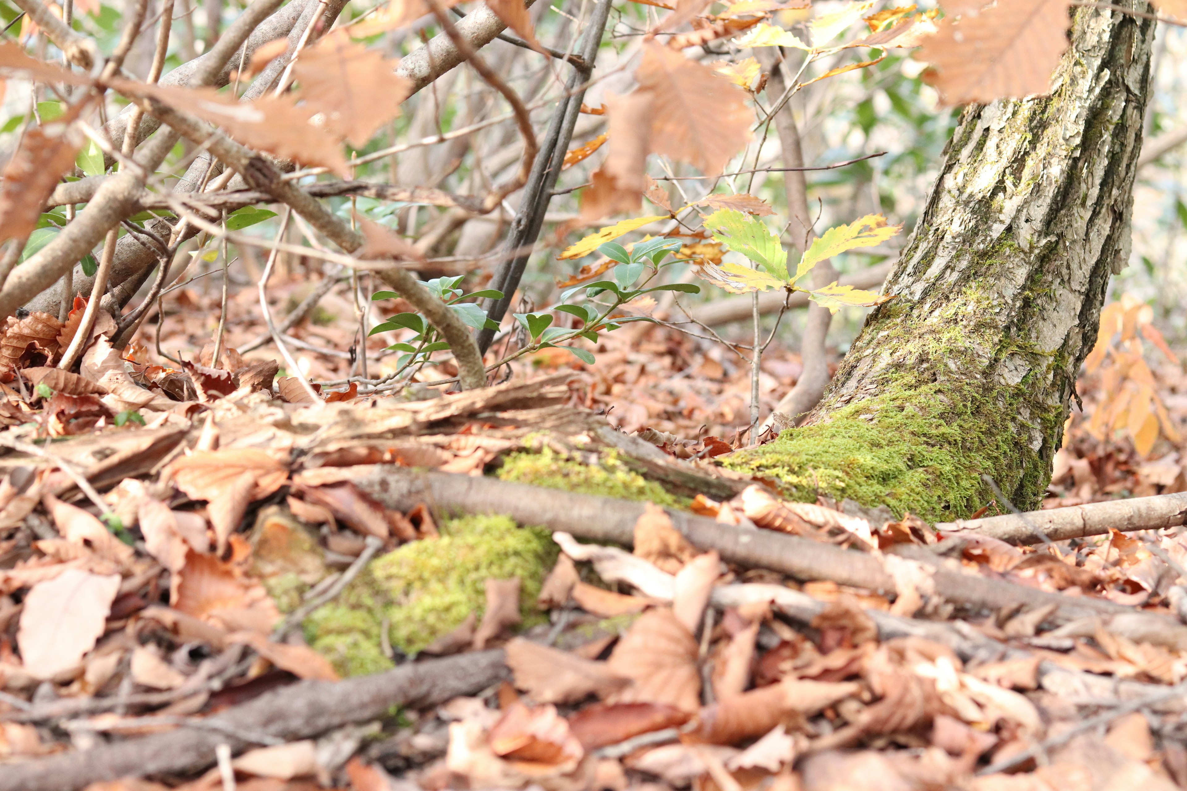 moosbedeckter Baumstamm und gefallene Blätter in einem Wald