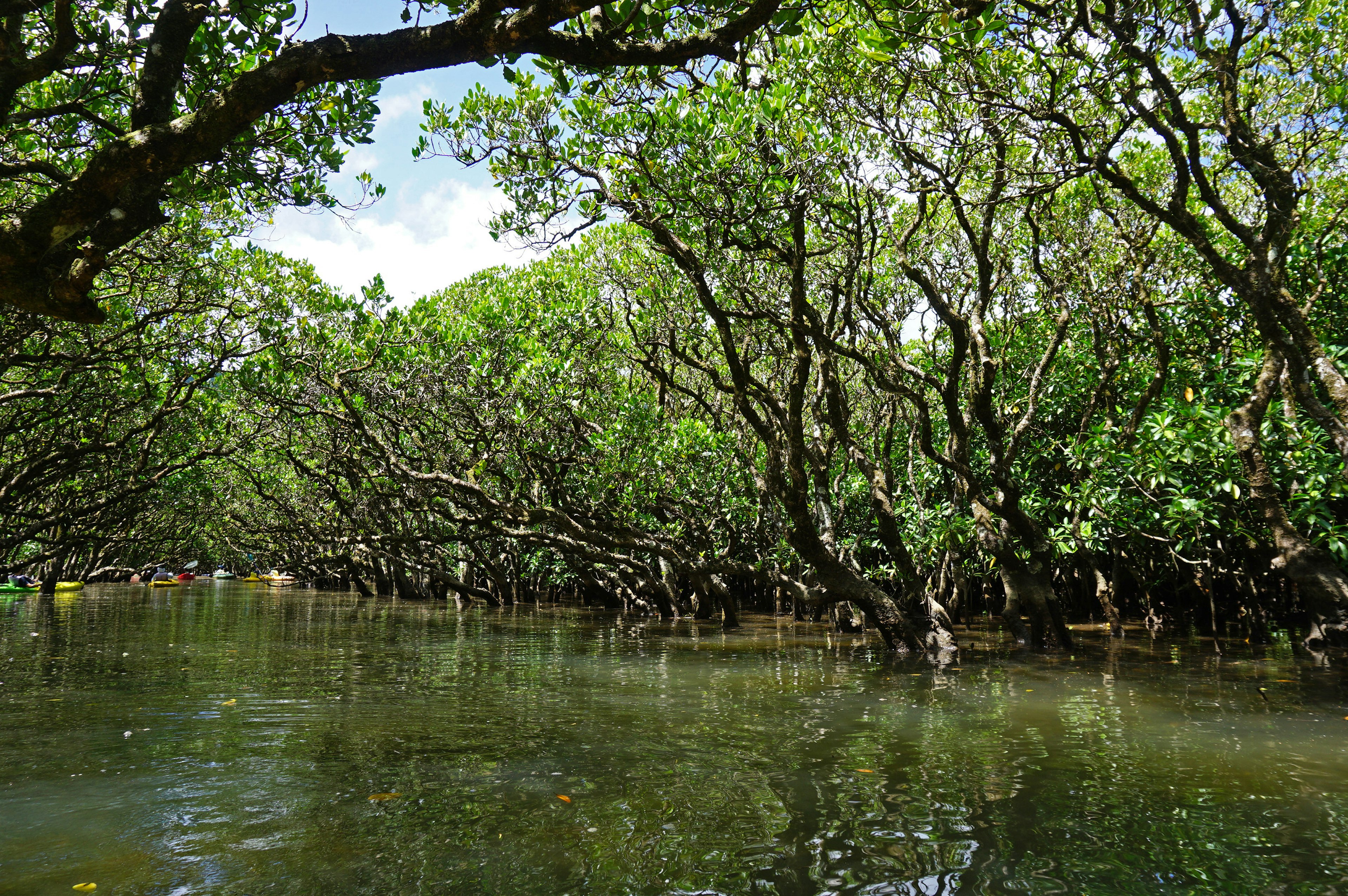 Alberi di mangrovie rigogliosi riflessi in acqua calma creando un paesaggio sereno