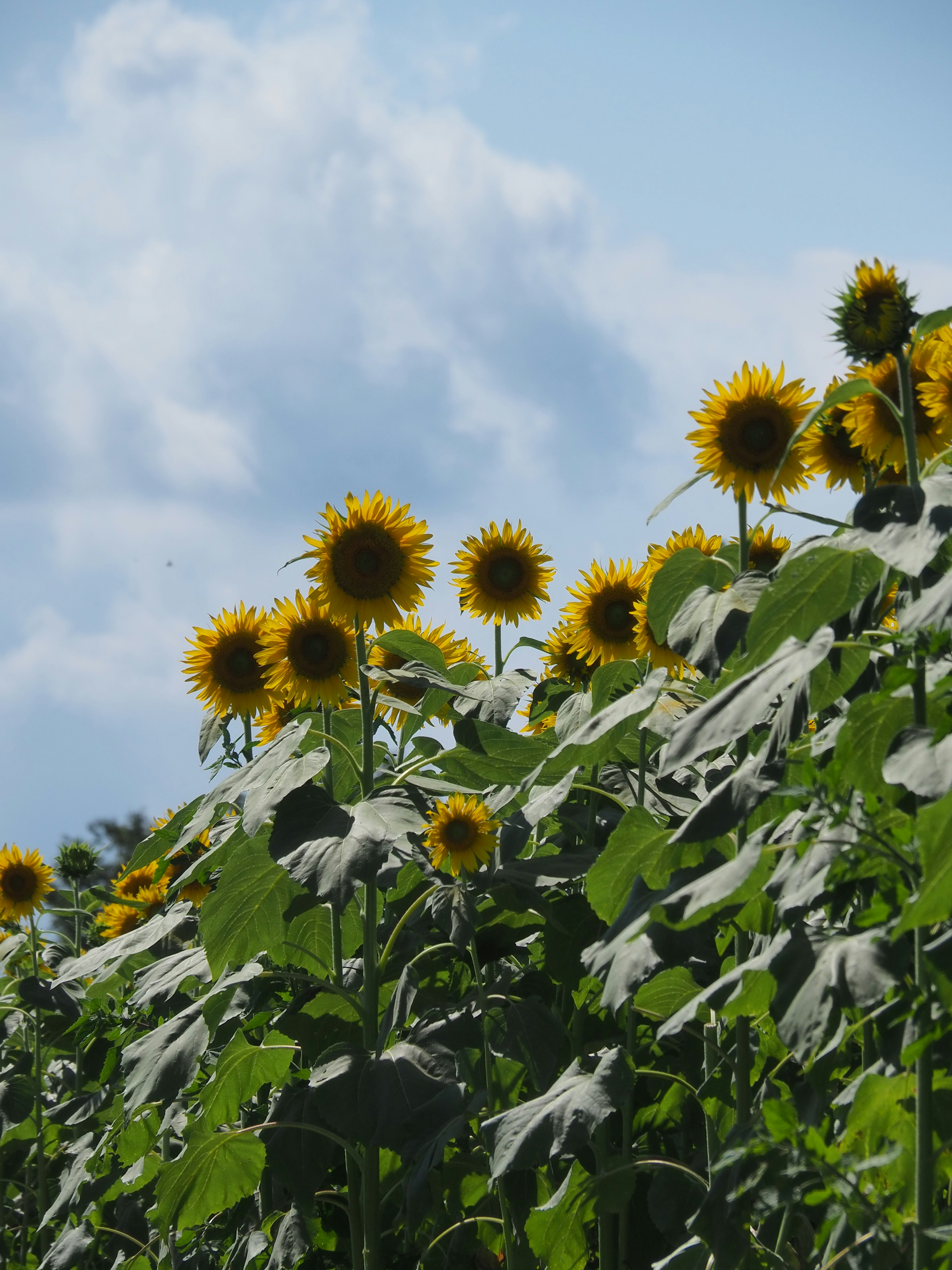 A beautiful landscape of sunflowers under a blue sky