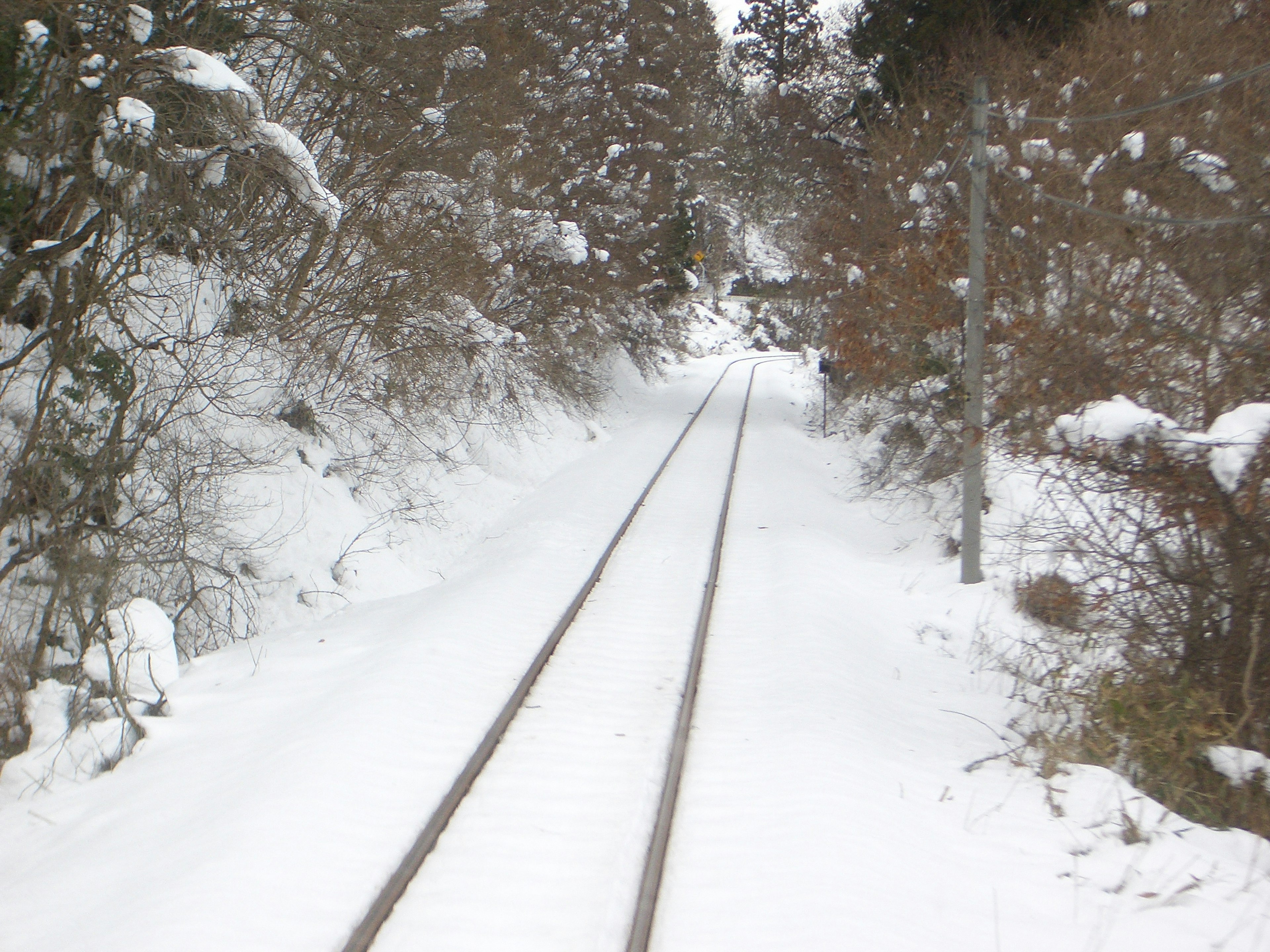 Snow-covered railway tracks surrounded by trees