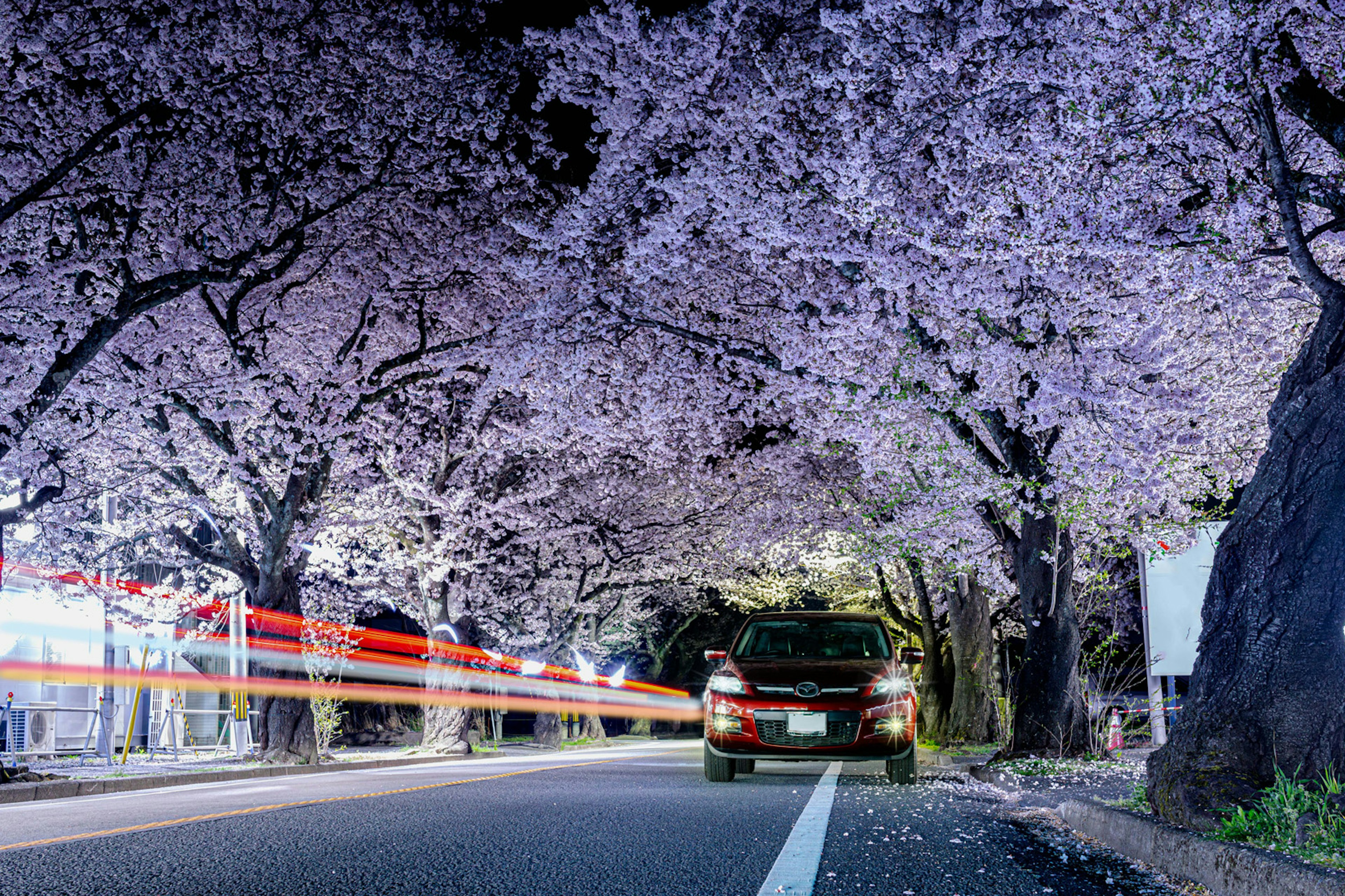 Auto estacionado bajo cerezos en flor por la noche