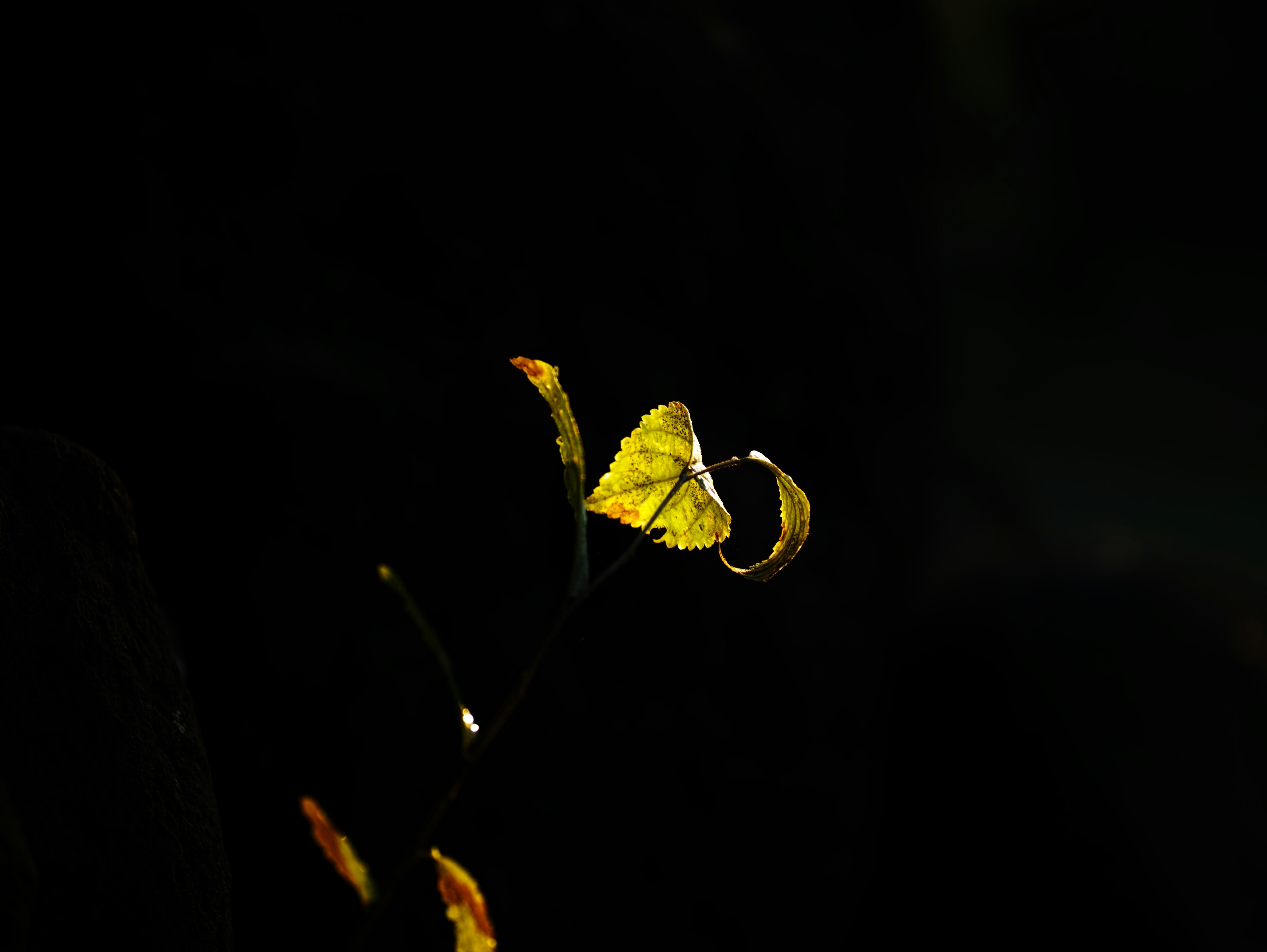 Bright yellow leaves against a dark background