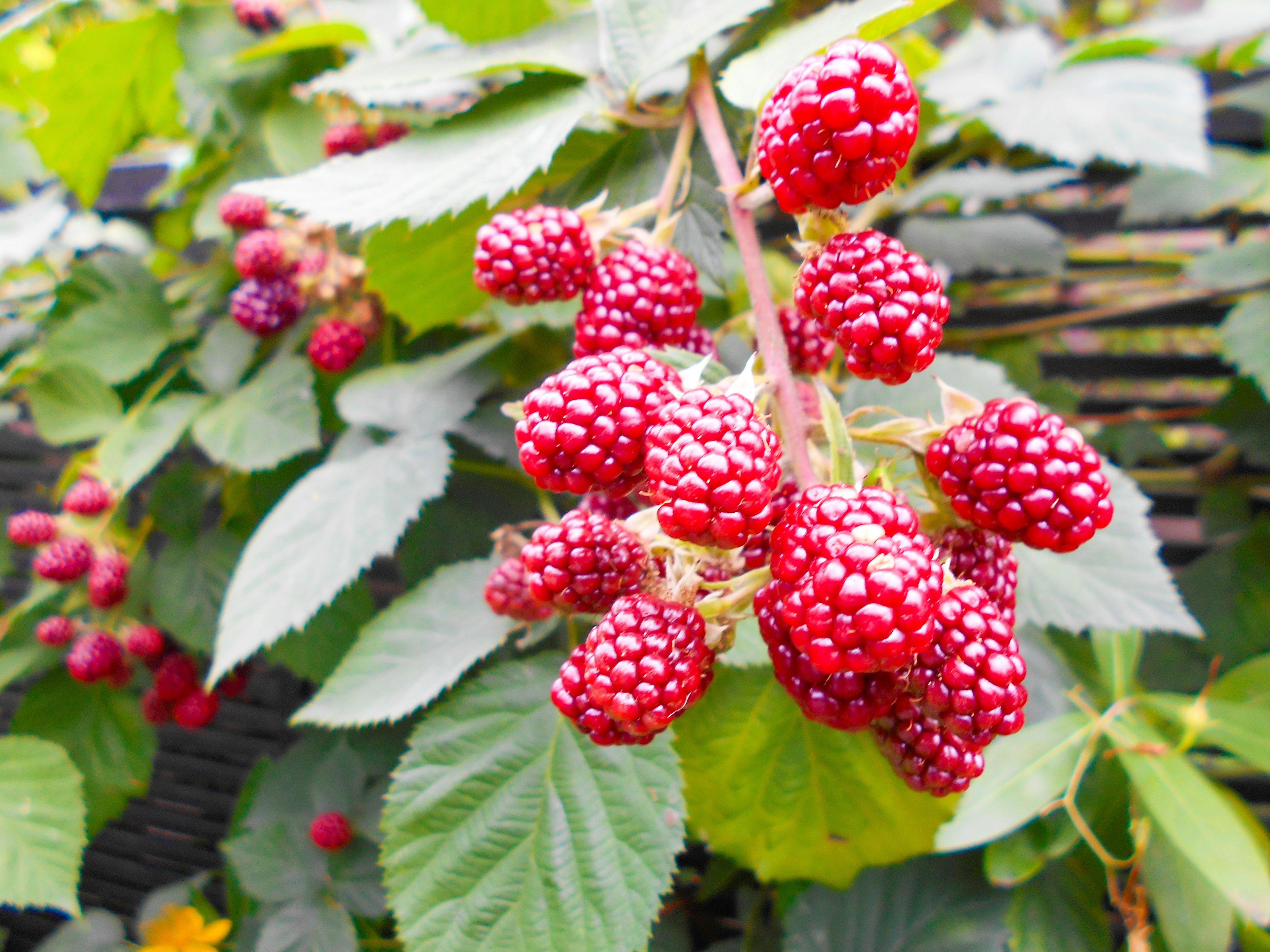 Clusters of red blackberries growing among green leaves