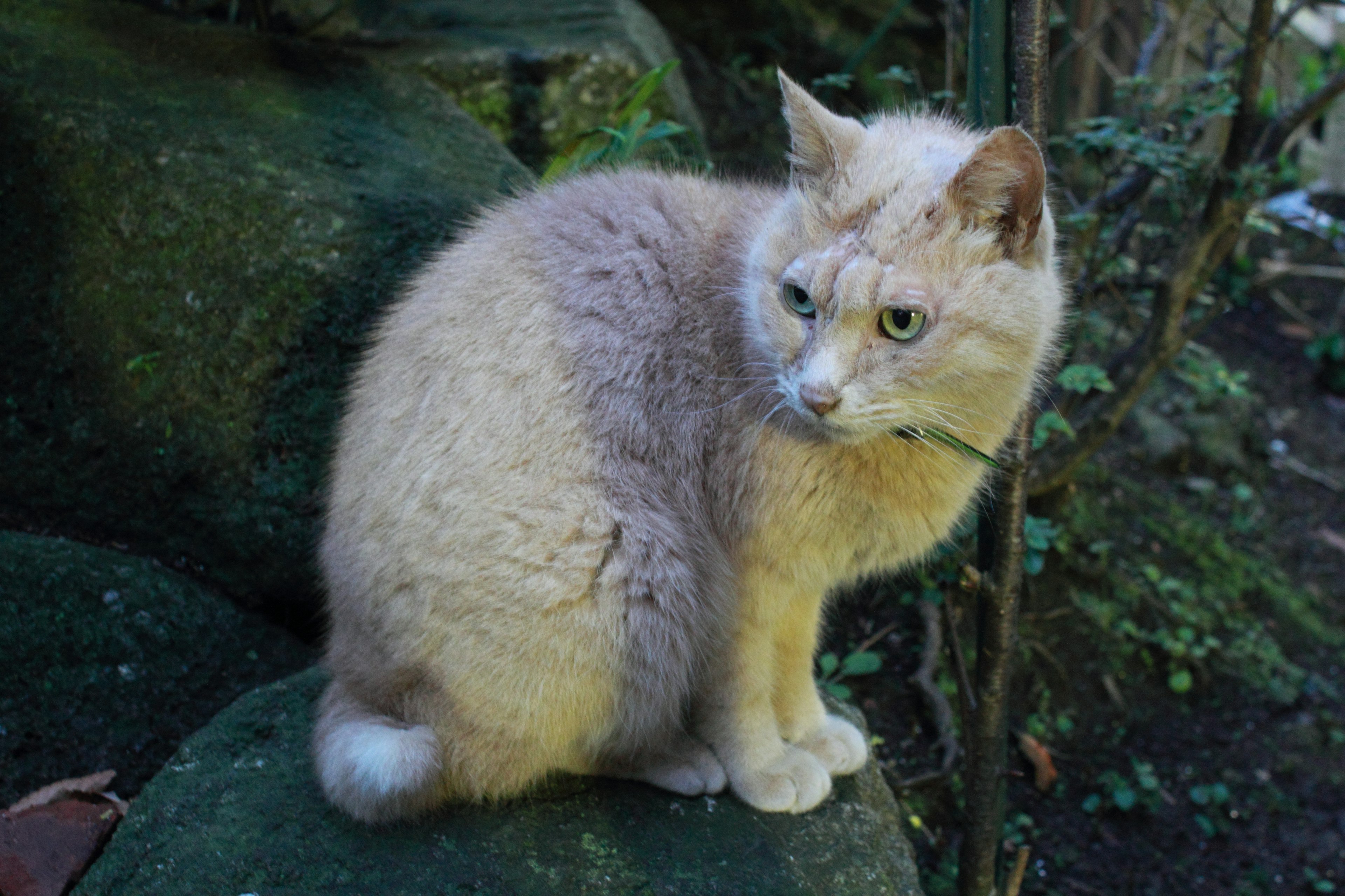 A cat sitting on a rock with light brown fur and green eyes