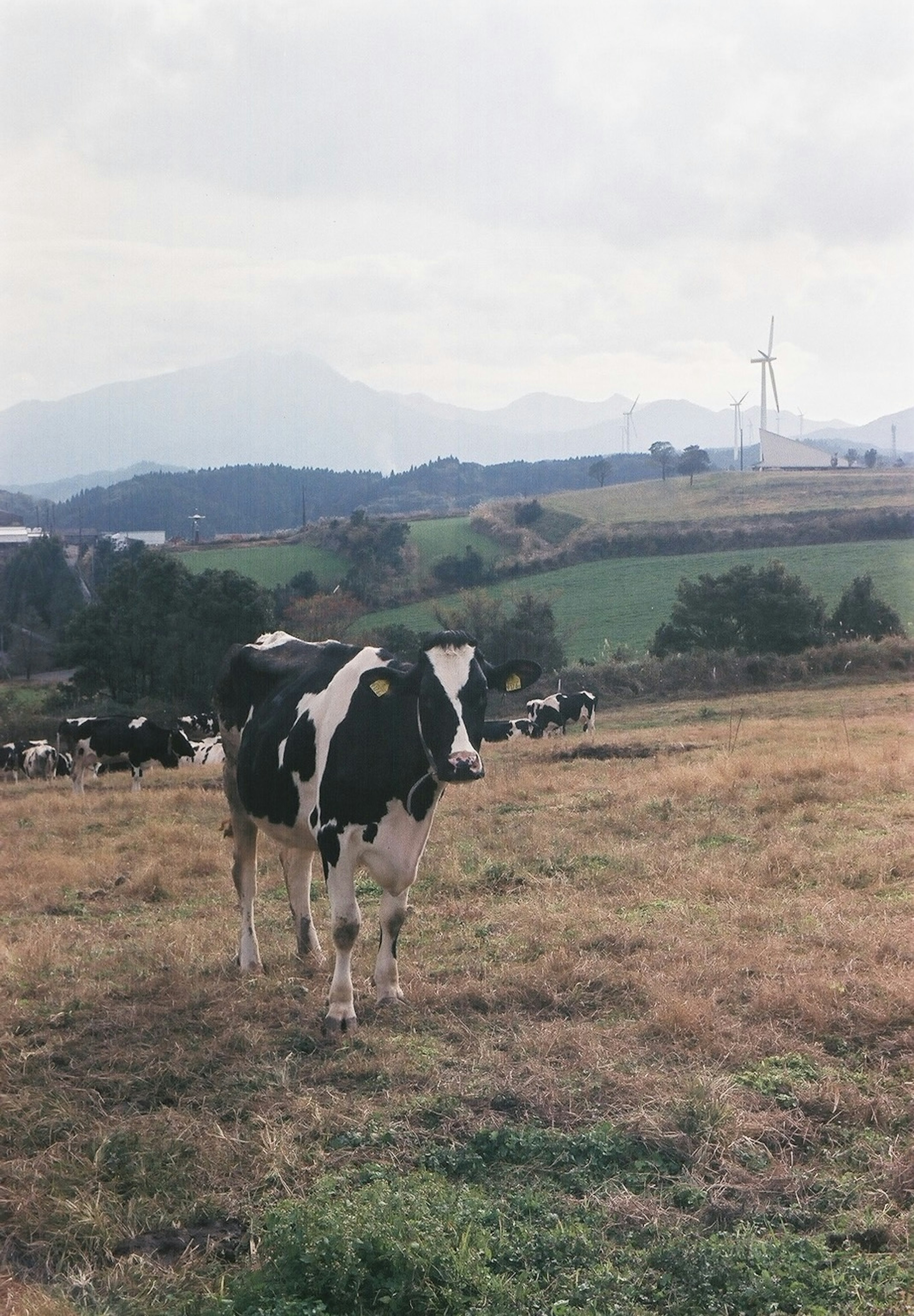 Una mucca bianca e nera in piedi in un campo erboso con turbine eoliche e montagne sullo sfondo