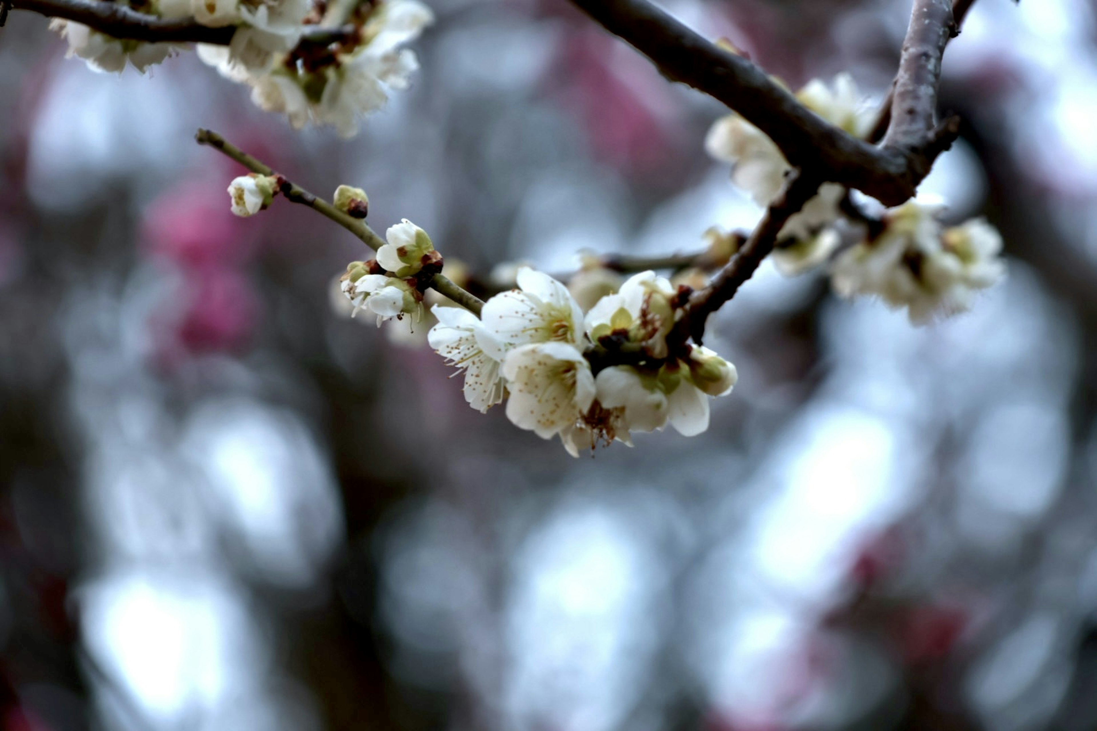 Close-up of white flowers on a branch with blurred pink flowers in the background