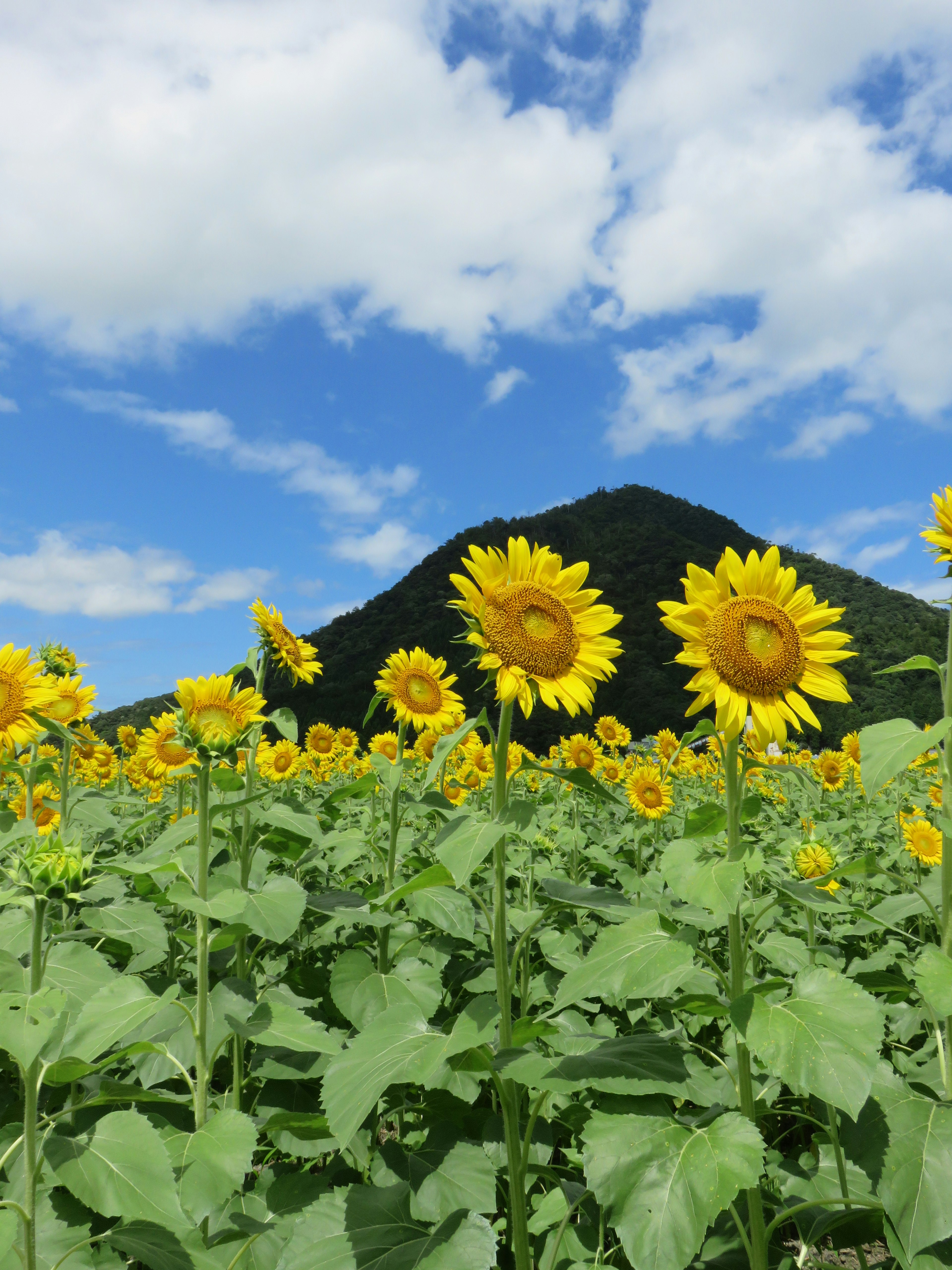 ทุ่งดอกทานตะวันสดใสกับท้องฟ้าสีฟ้าและภูเขาเป็นพื้นหลัง