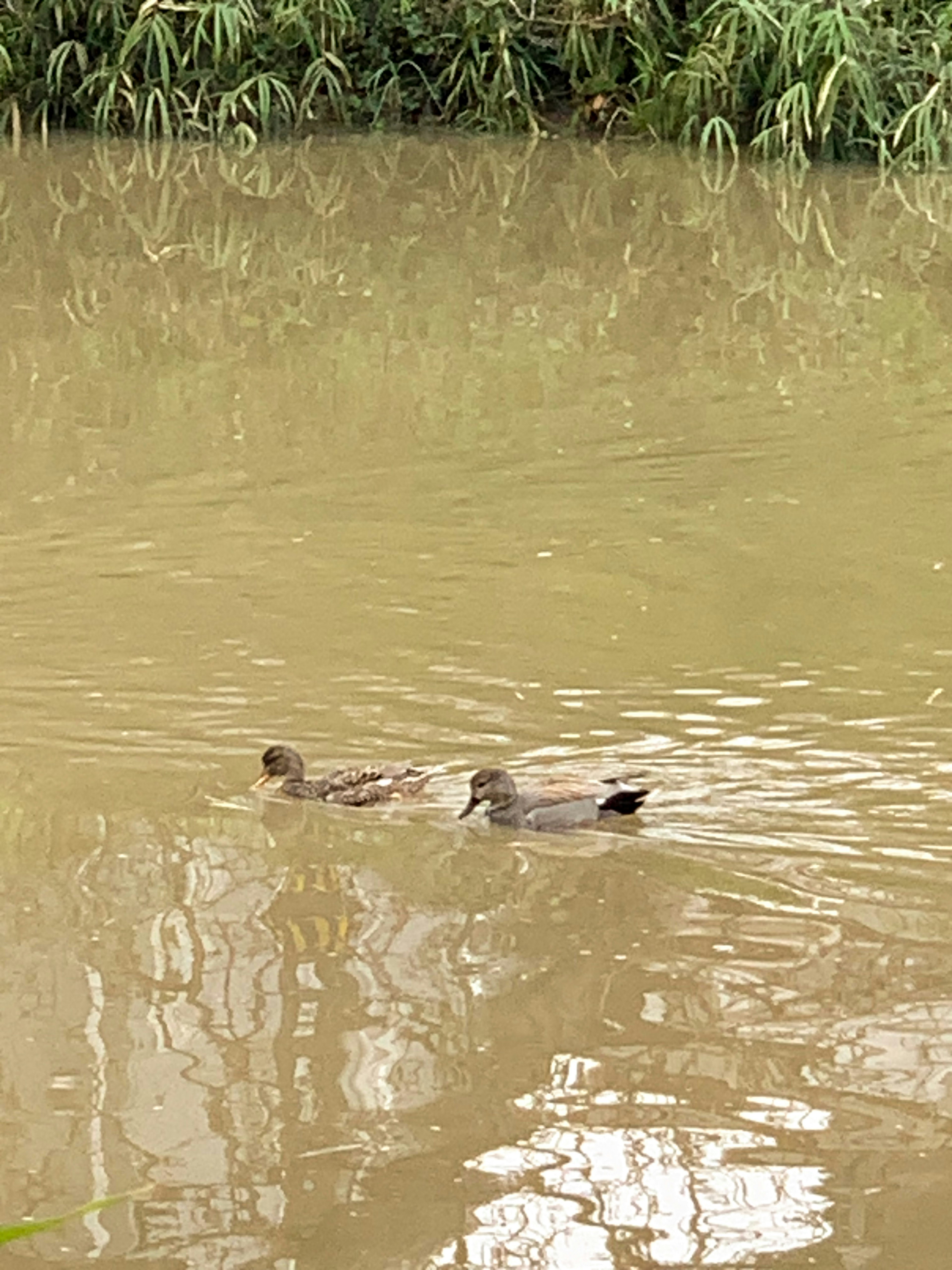 Two ducks swimming on a murky water surface surrounded by green plants